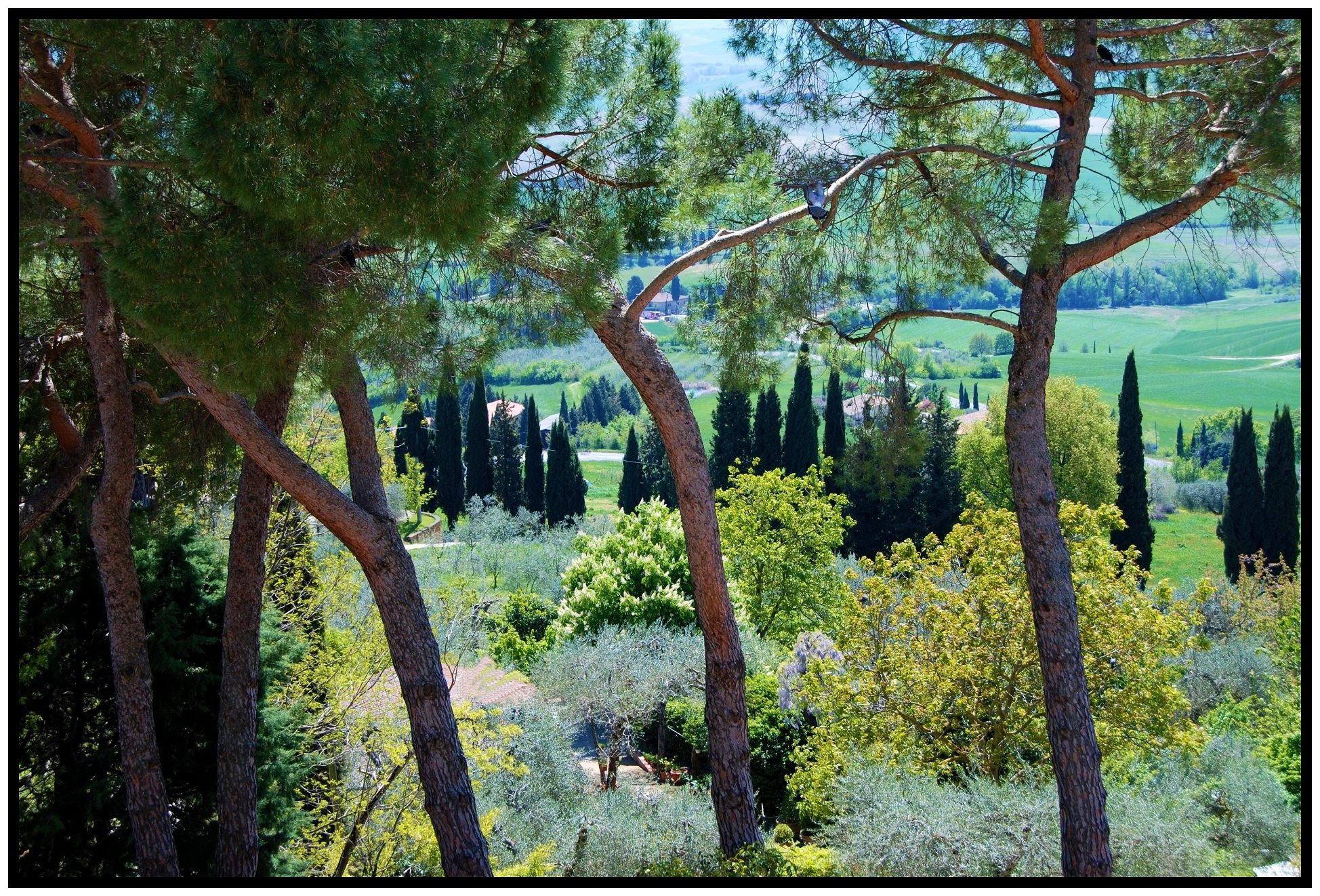 Uno sguardo sulla Val d'Orcia (Pienza)