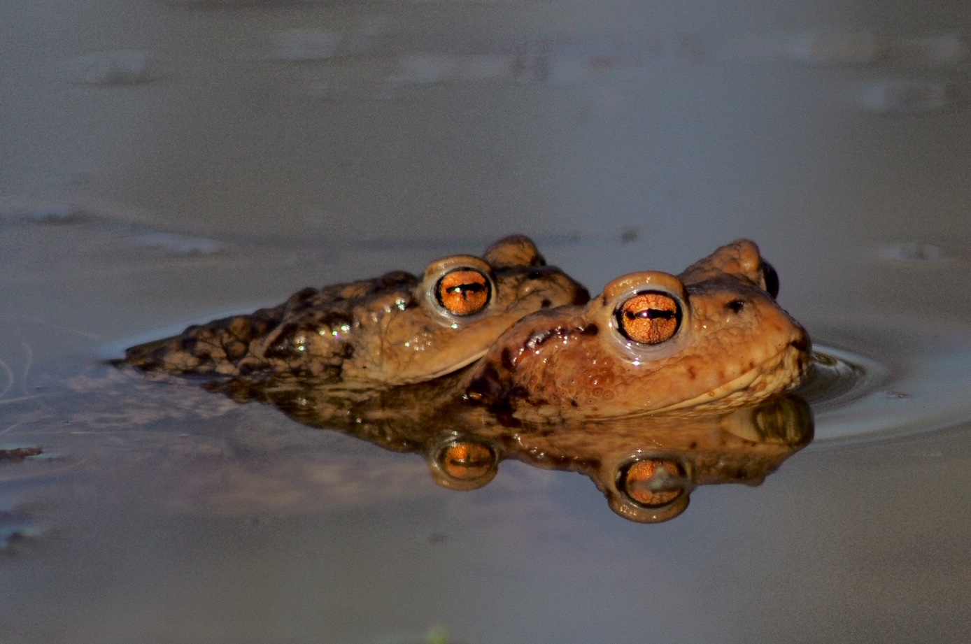 Pair of frogs