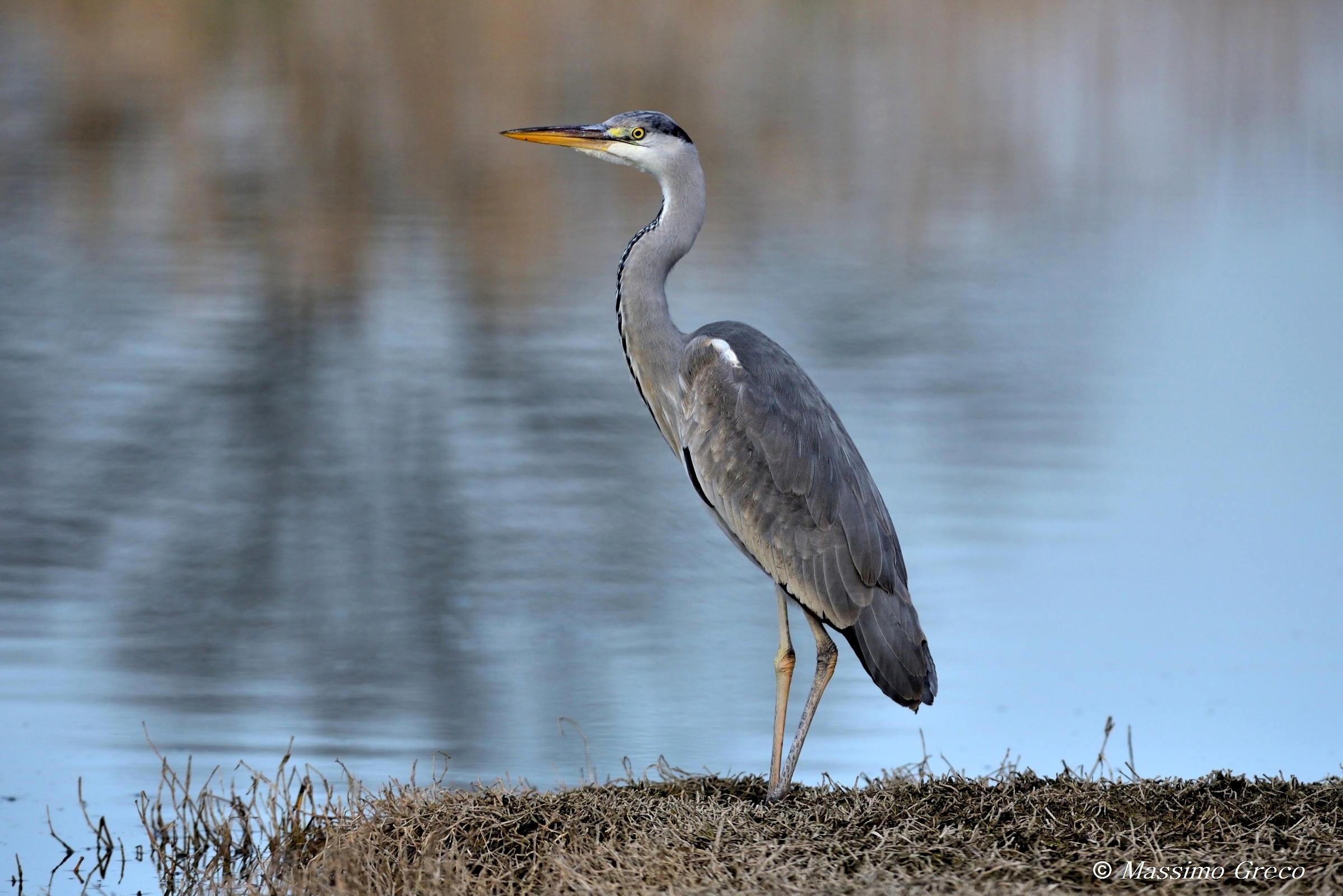 Grey heron