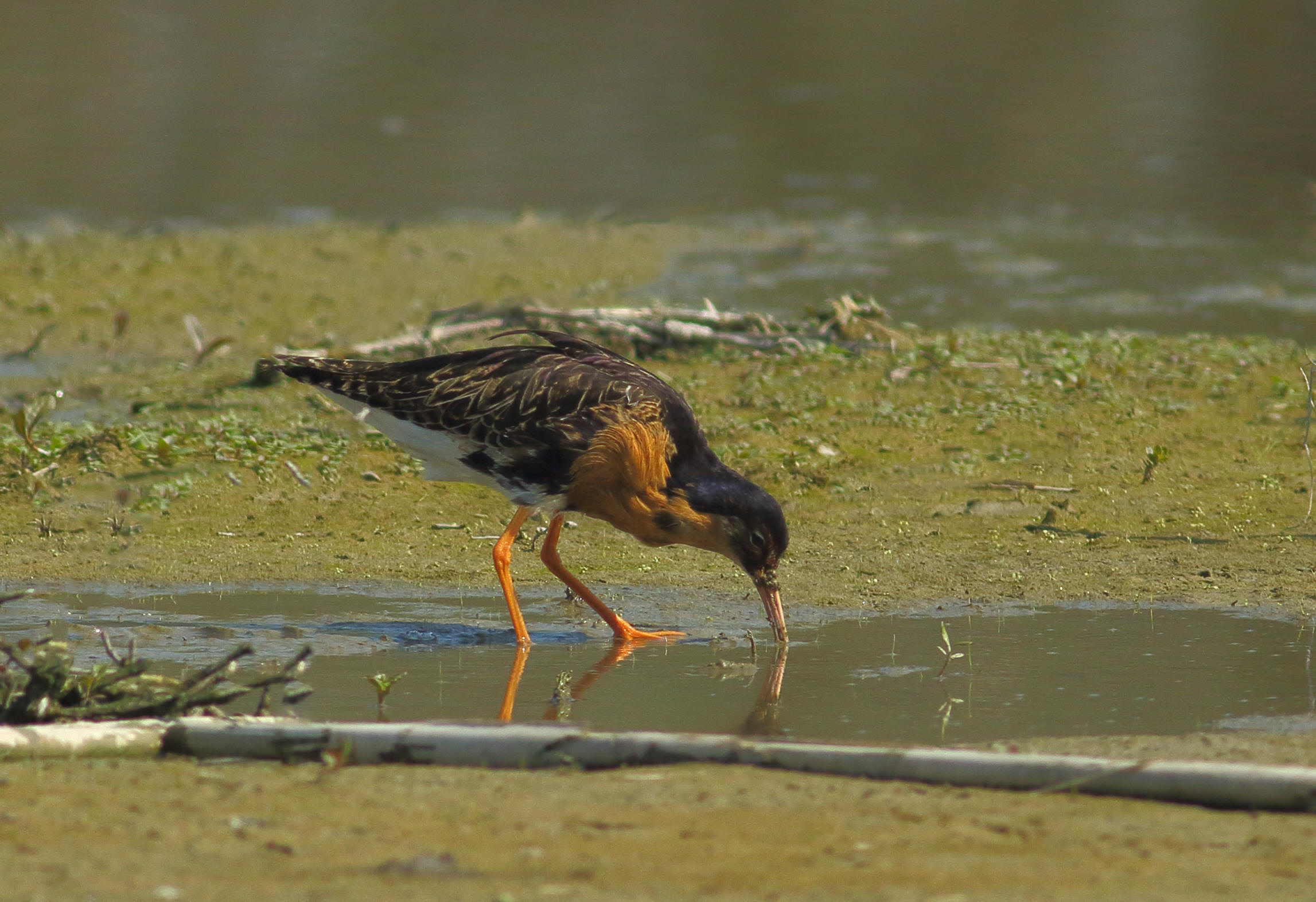 fighter in wedding dress