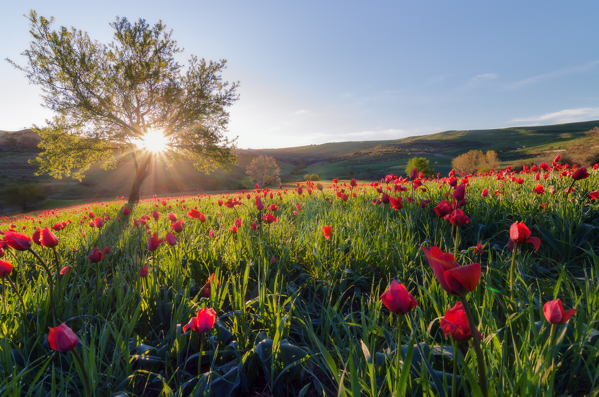 Red flowers