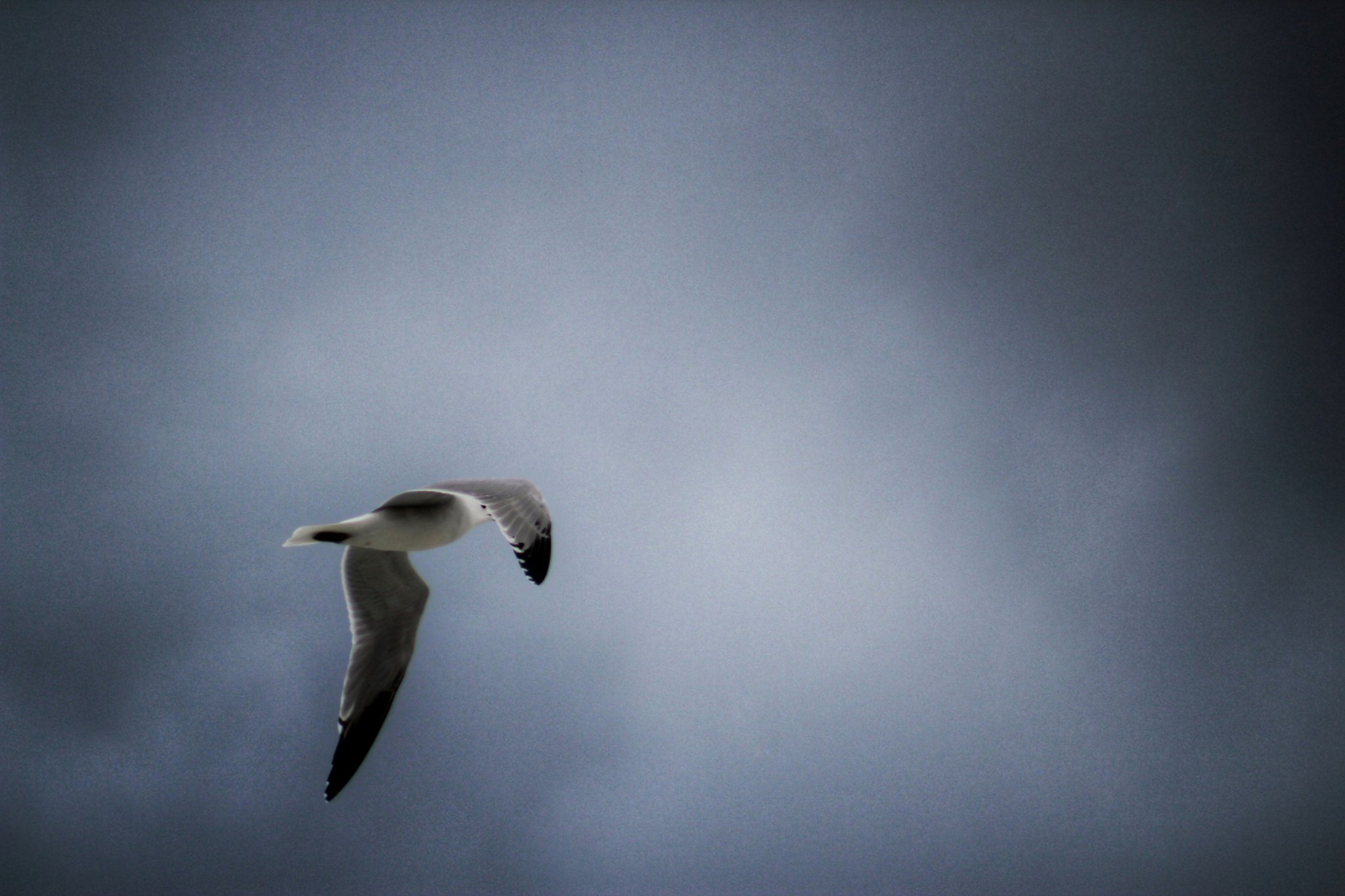 Seagull