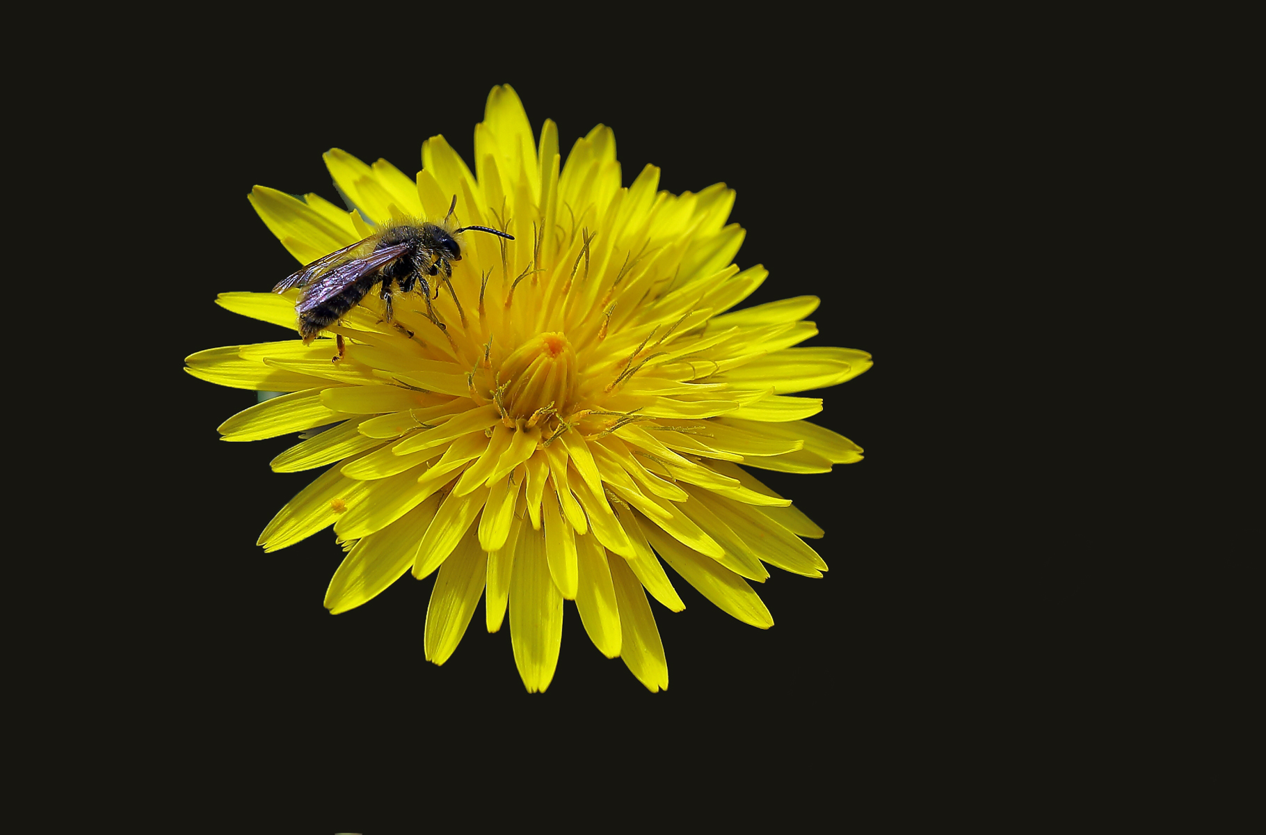 Dandelion (dendelion) with guest