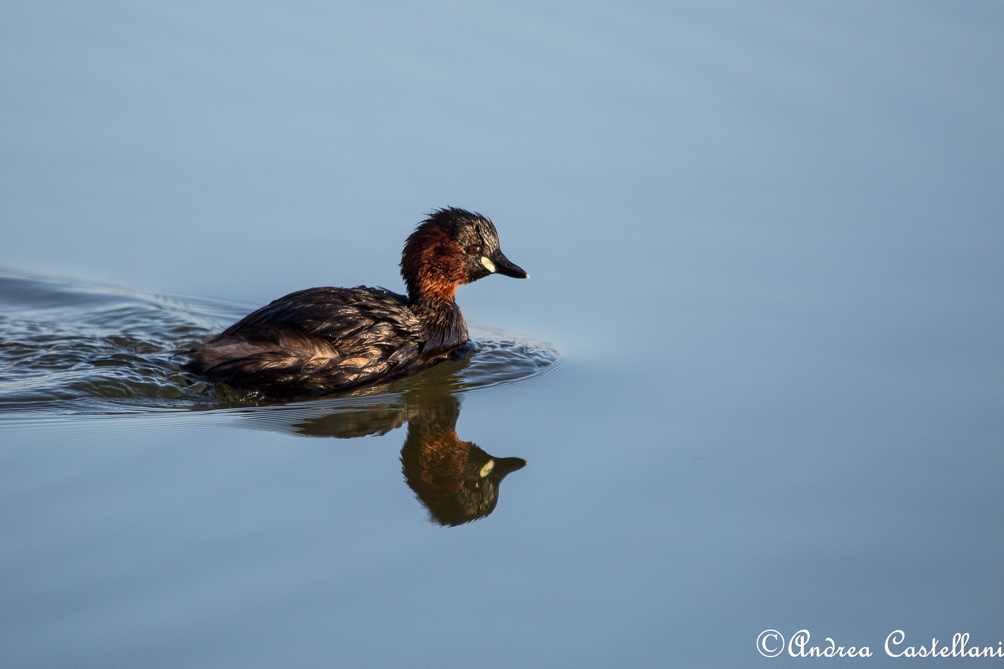 Little Grebe (Tachybaptus ruficollis)
