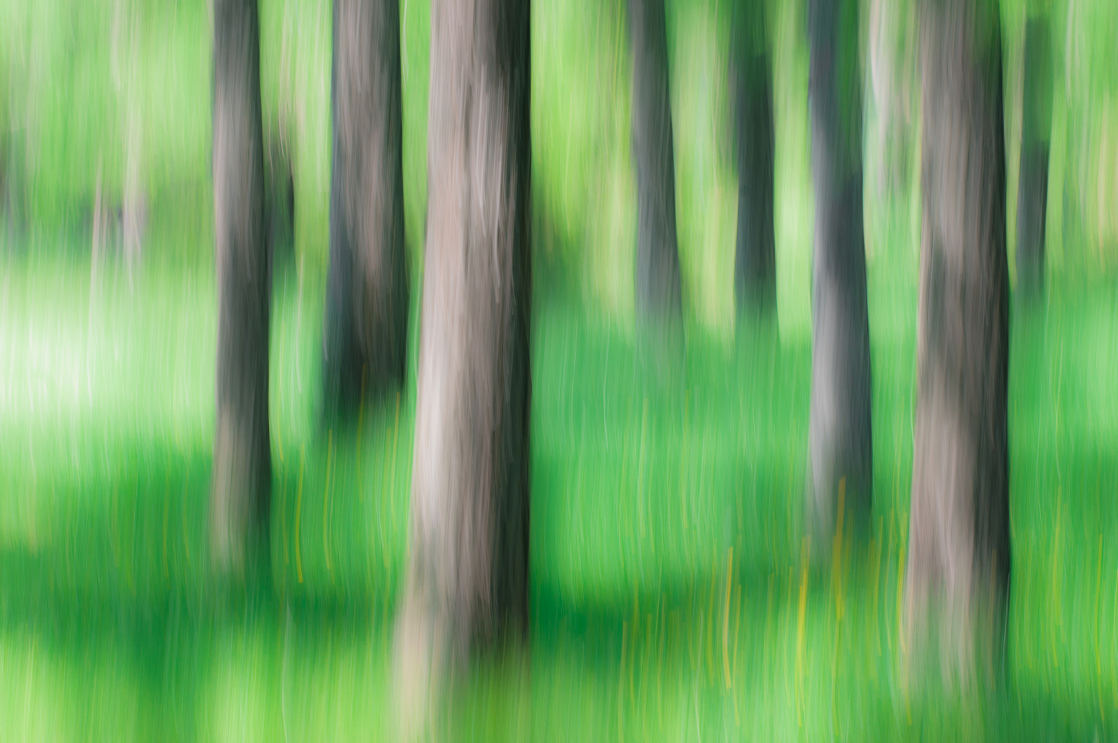 The Enchanted Wood (ispirata ad Alberto Dall'oglio)