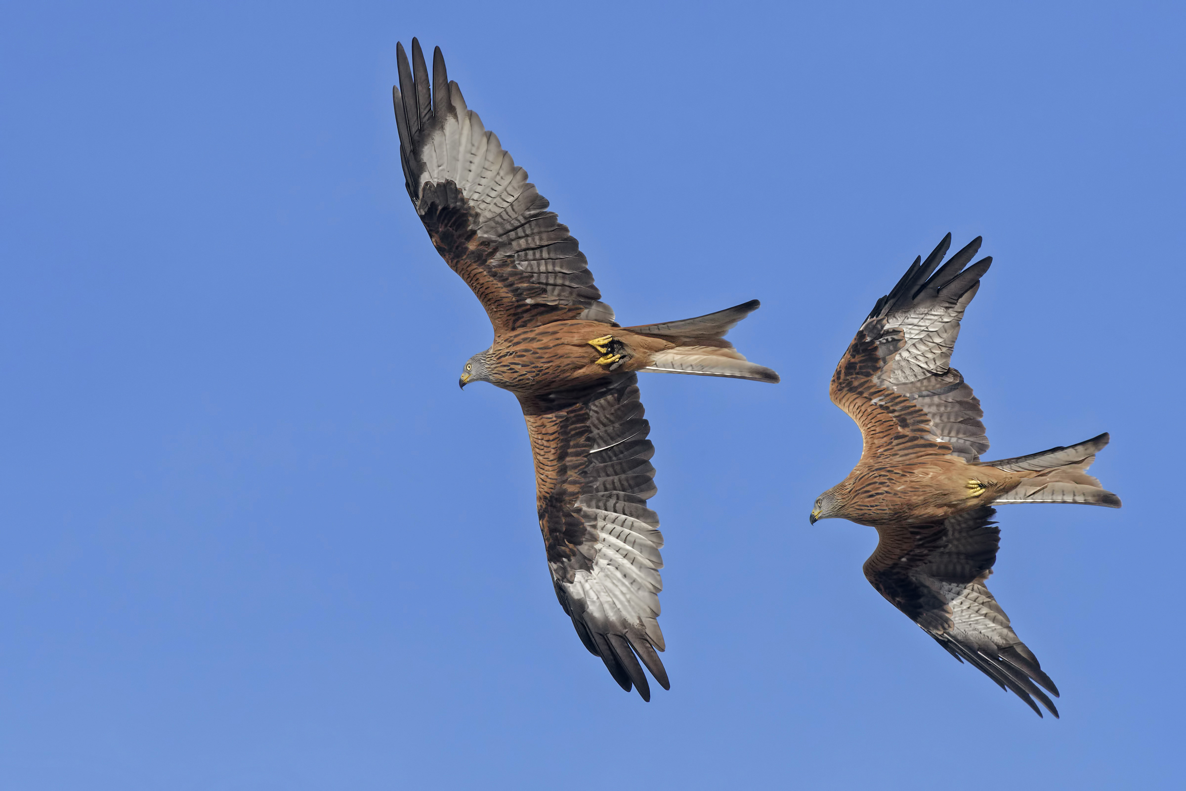 Red kite (Milvus Milvus)