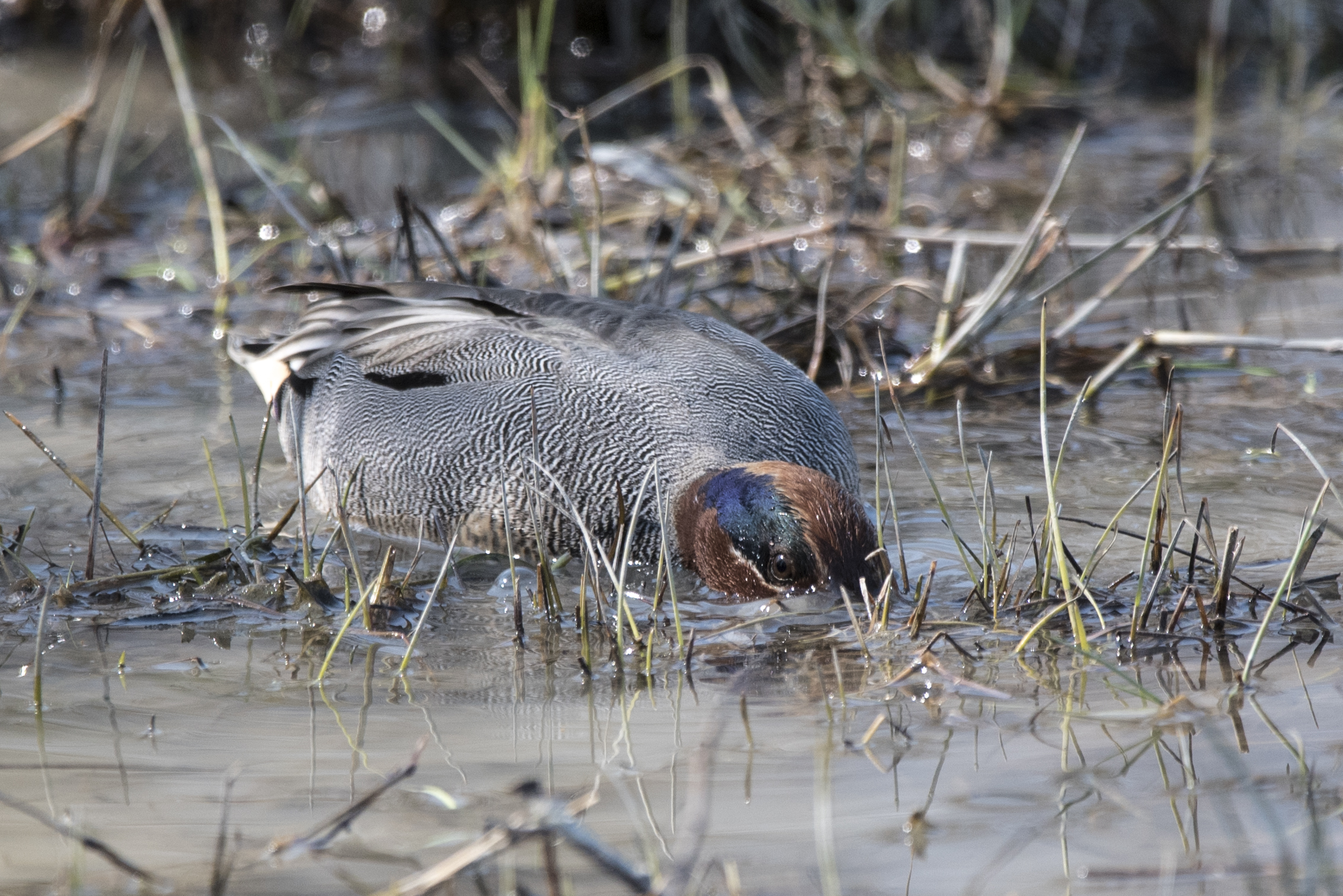Teal immerses its beak ...
