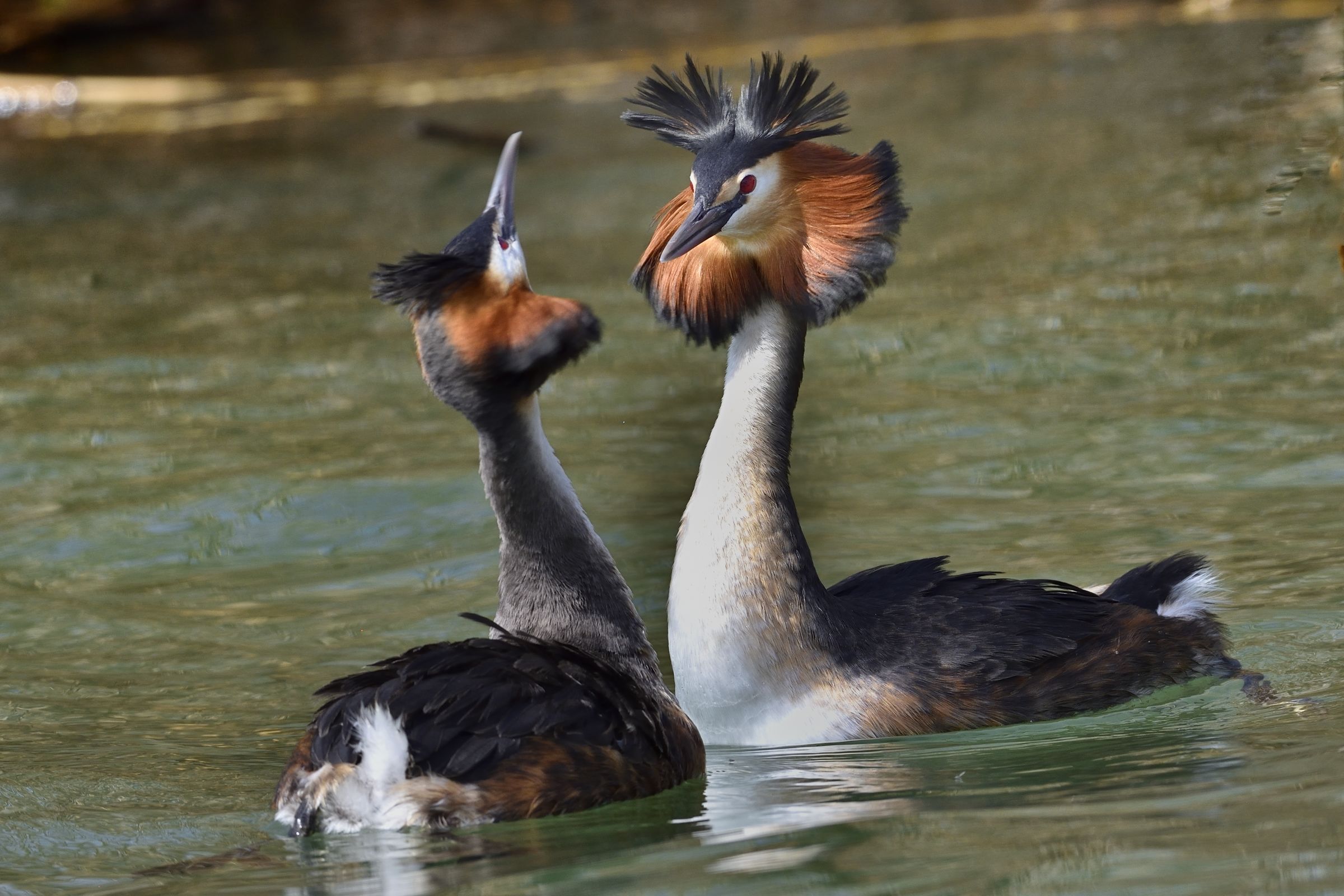 mi fai girar la testa...