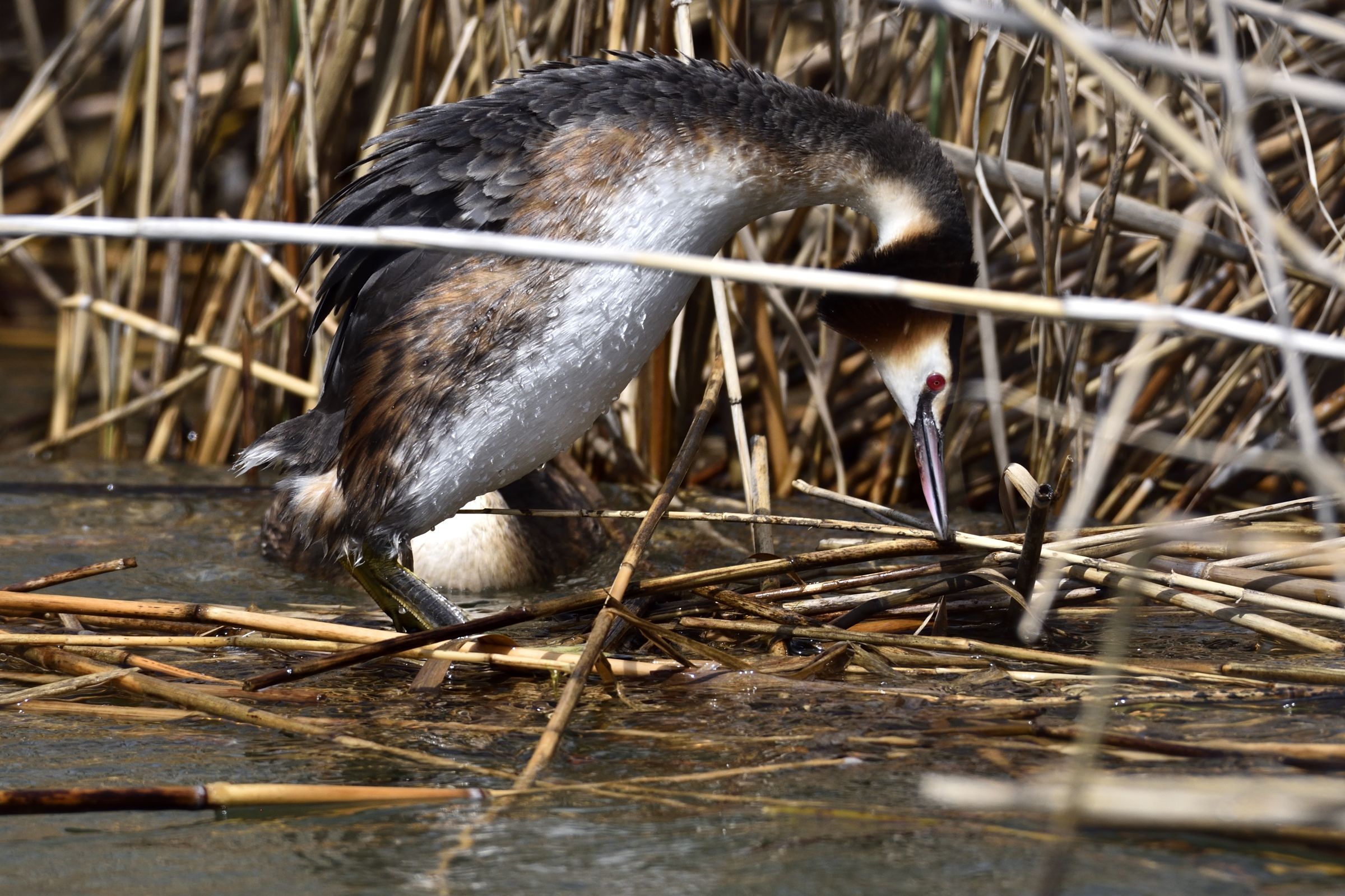 Preparazione del talamo..