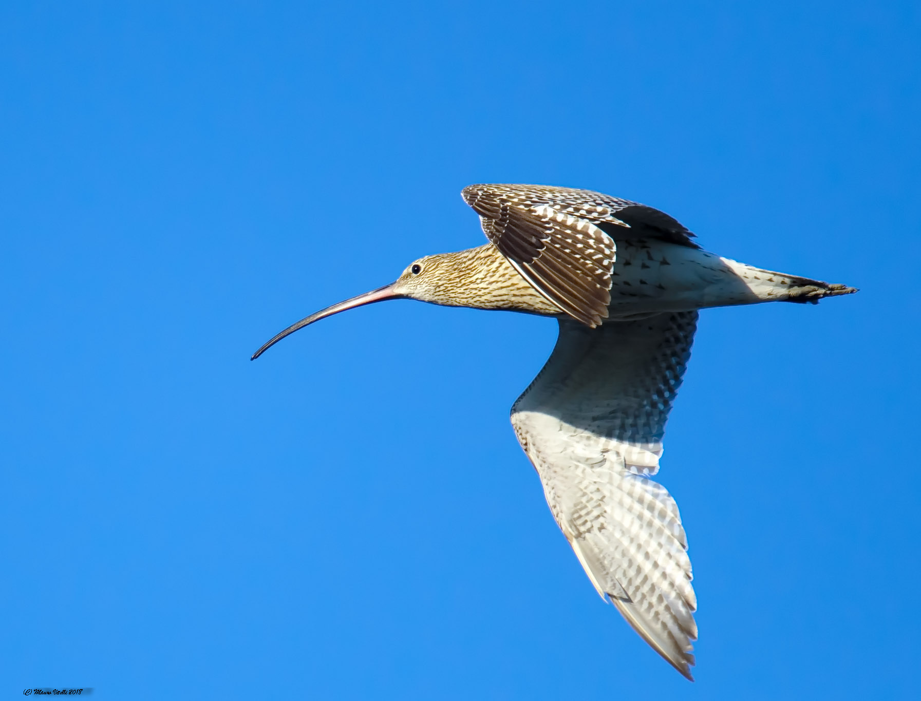 Curlew in the blue sky
