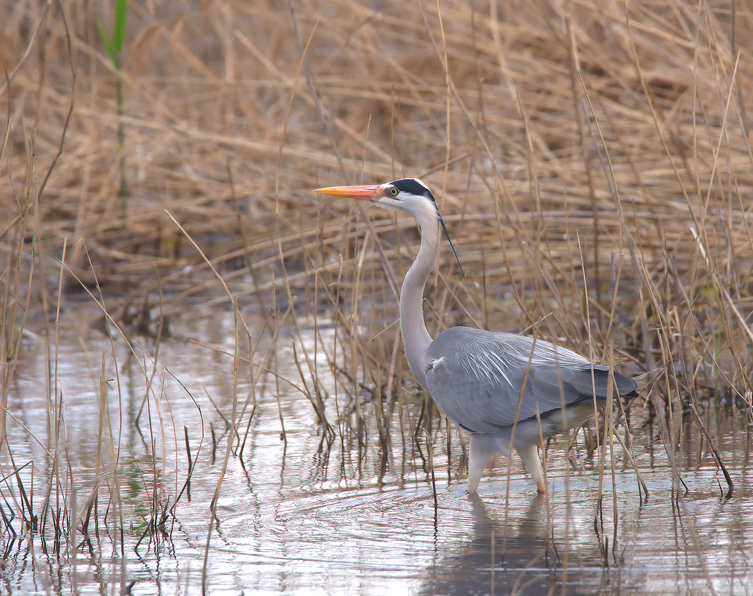 Grey heron