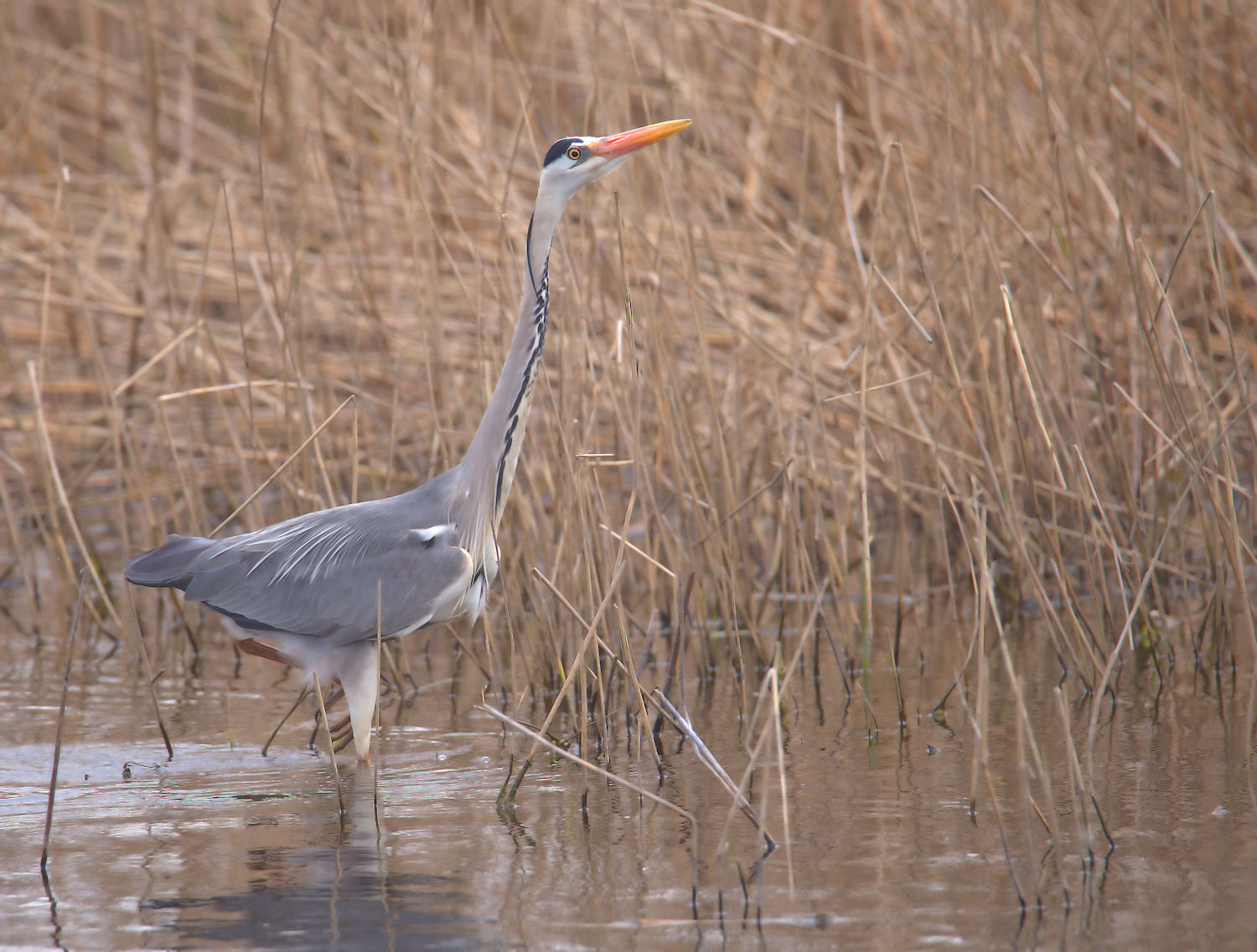 Grey heron