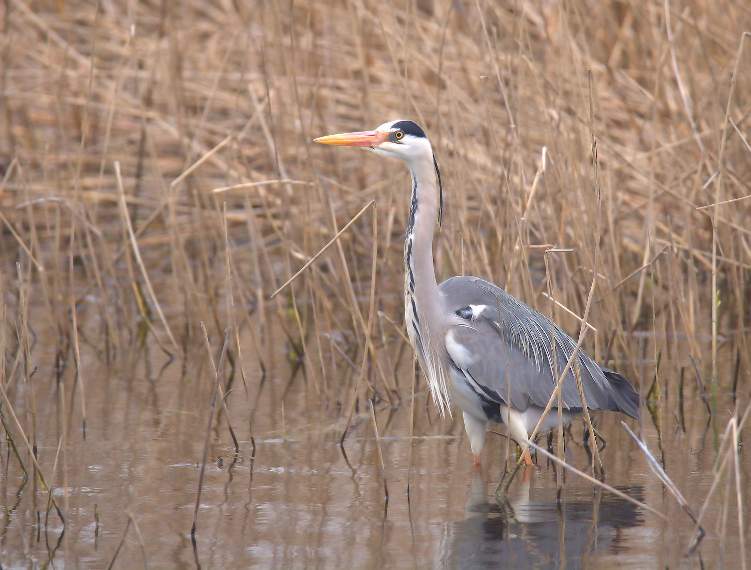 Grey heron
