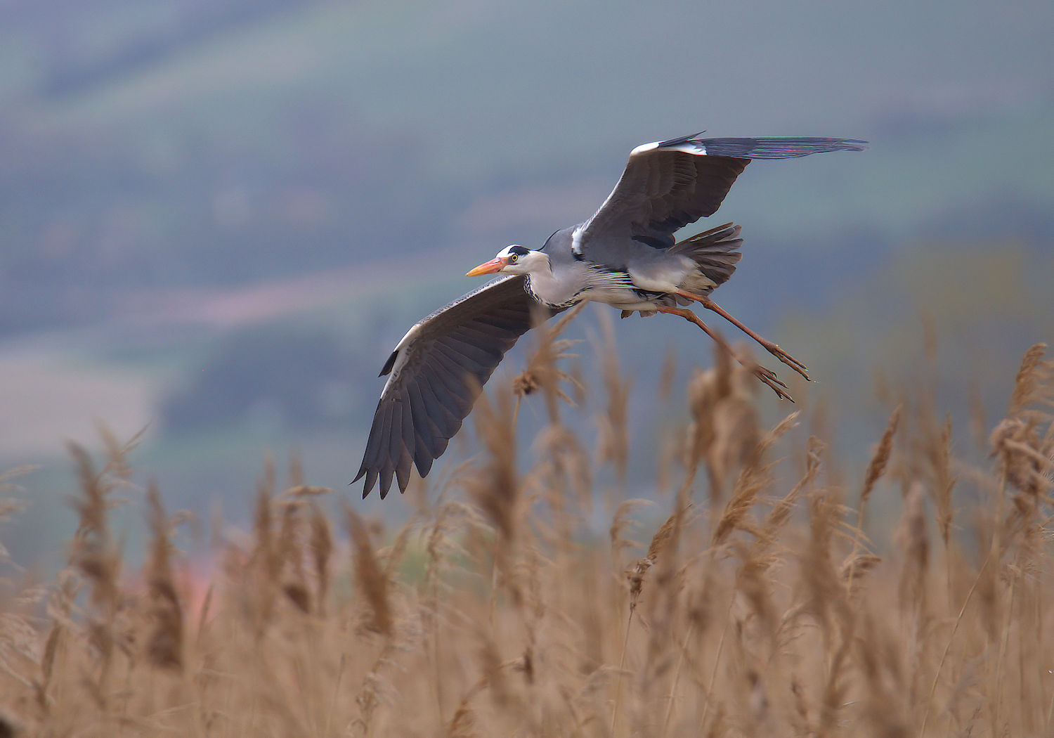 Grey heron
