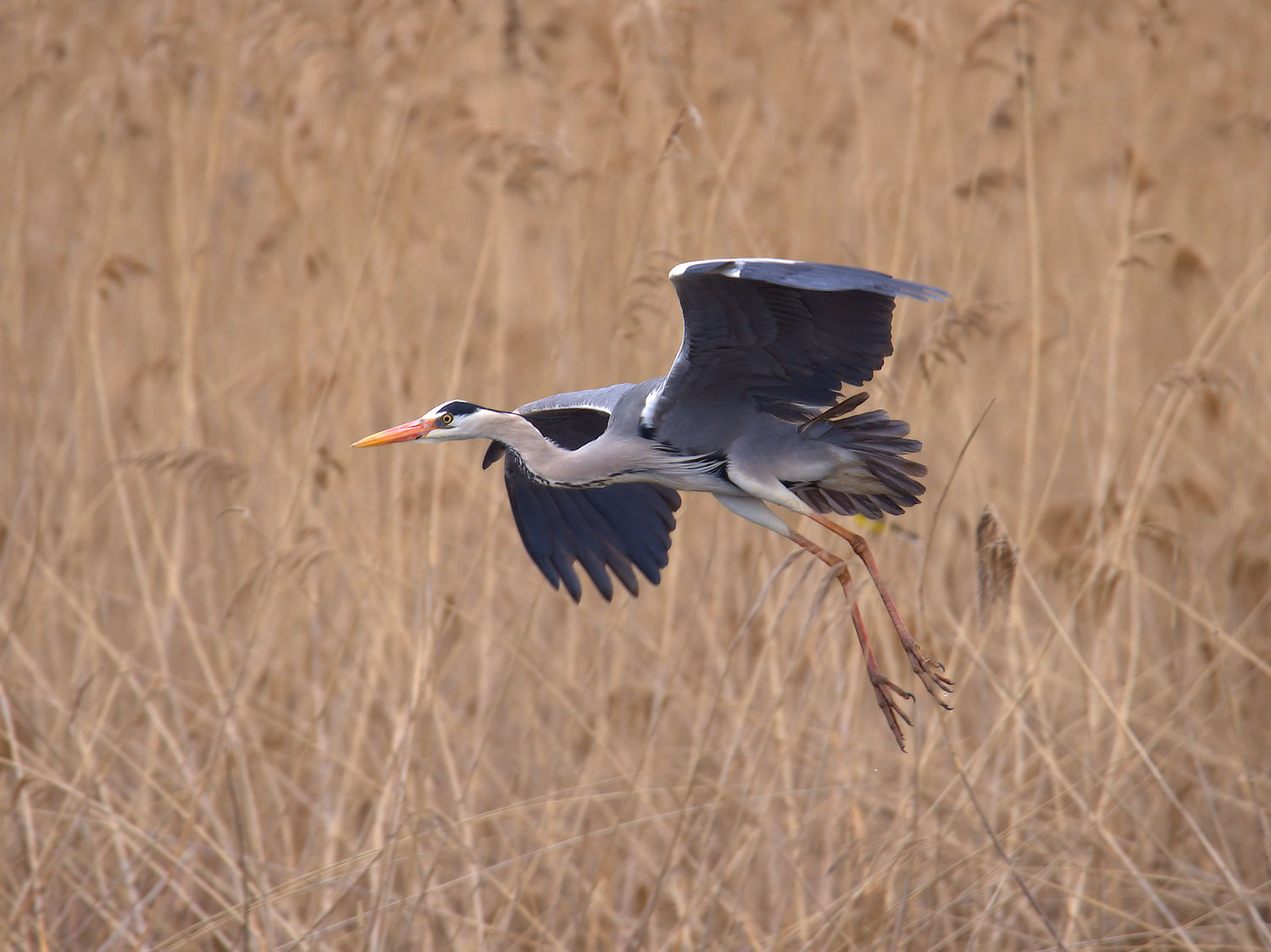 Grey heron