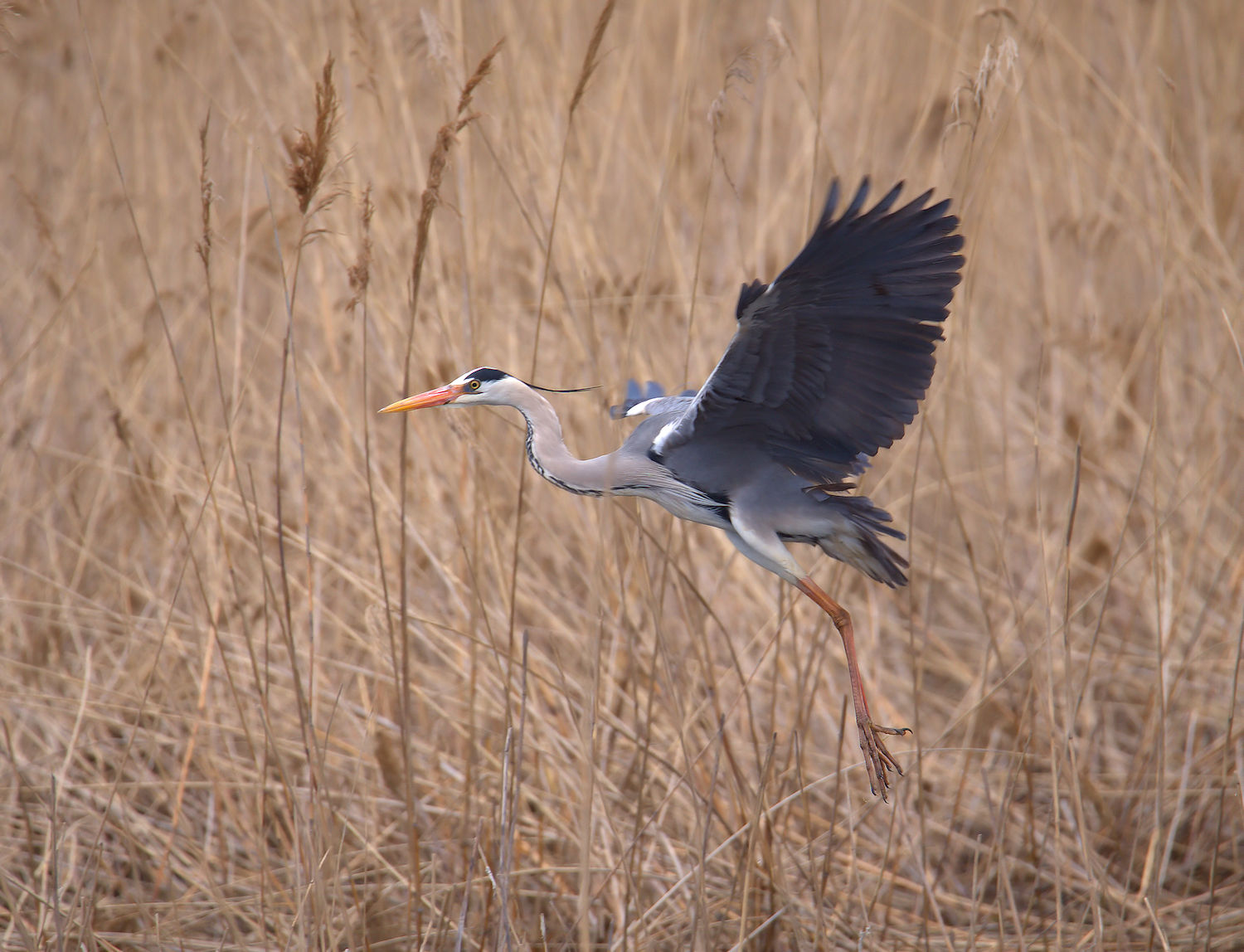 Grey heron