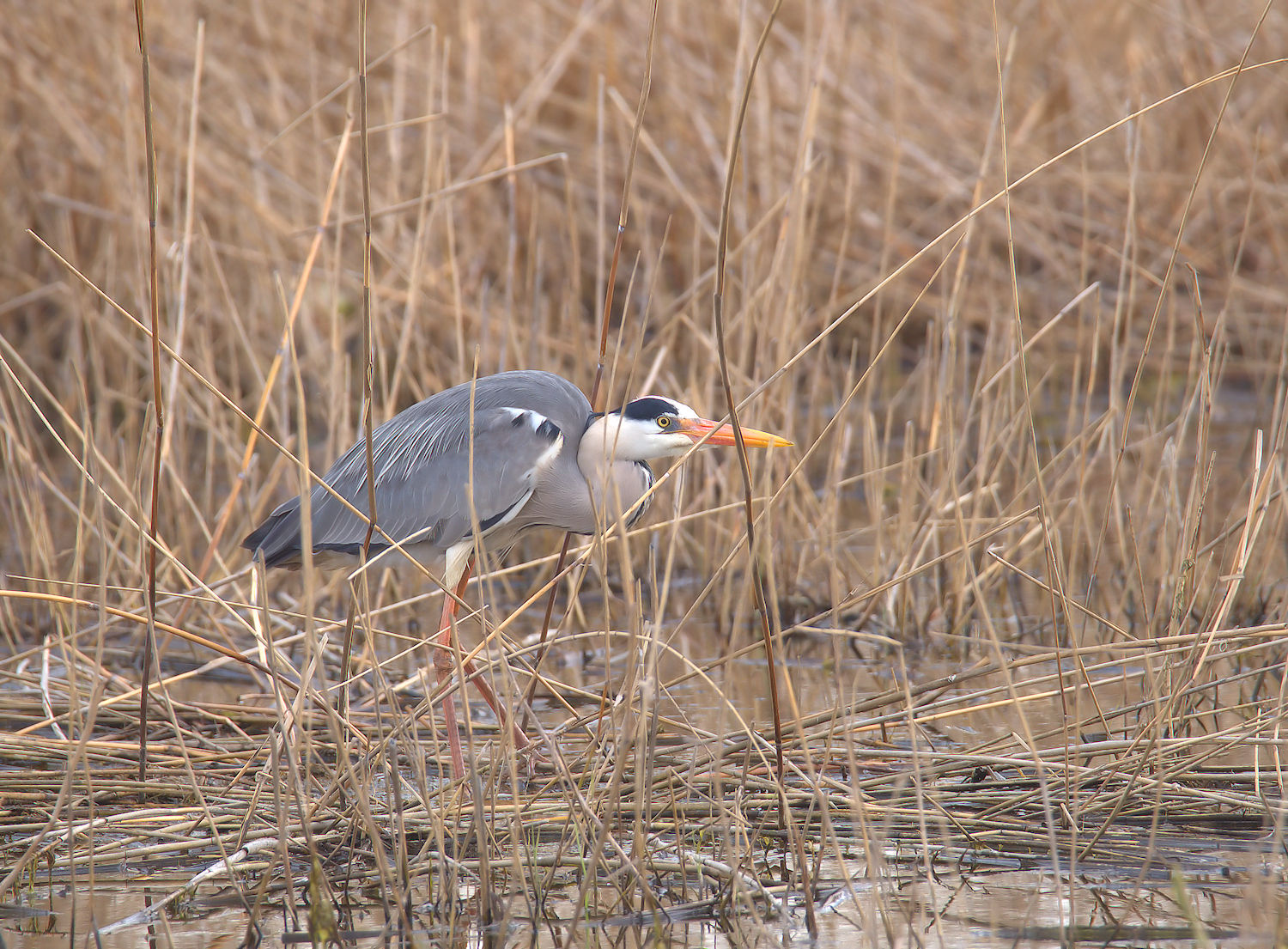 Grey heron