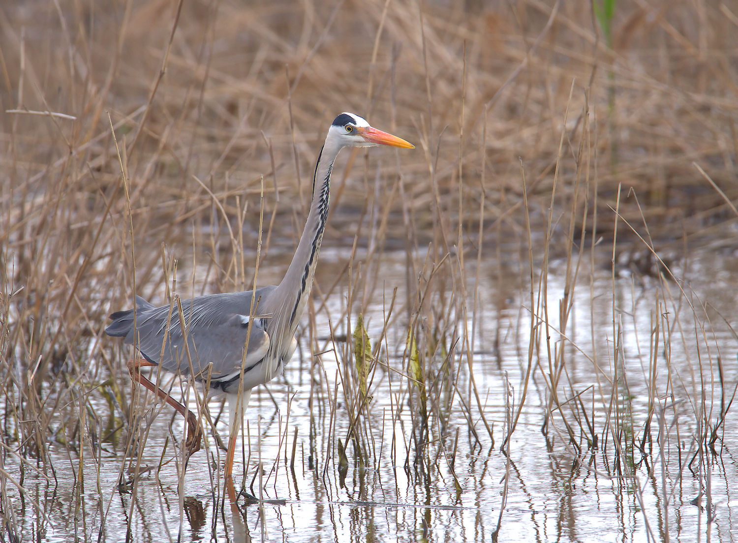 Grey heron