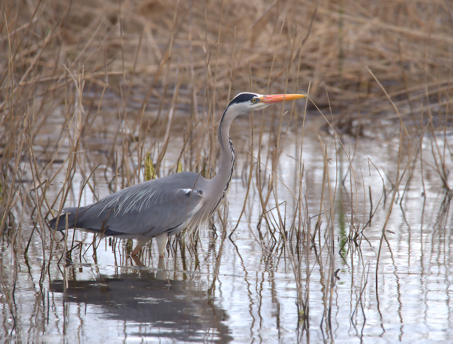 Grey heron