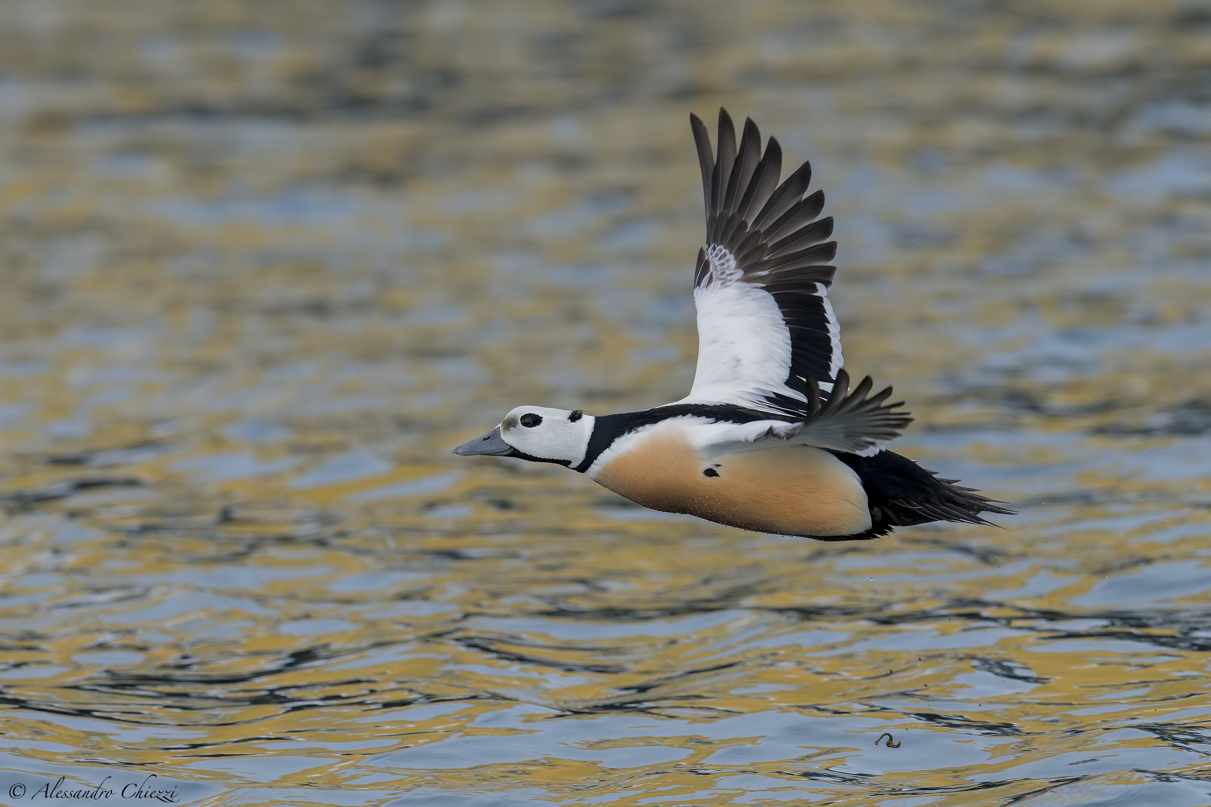 Il volo dello Steller