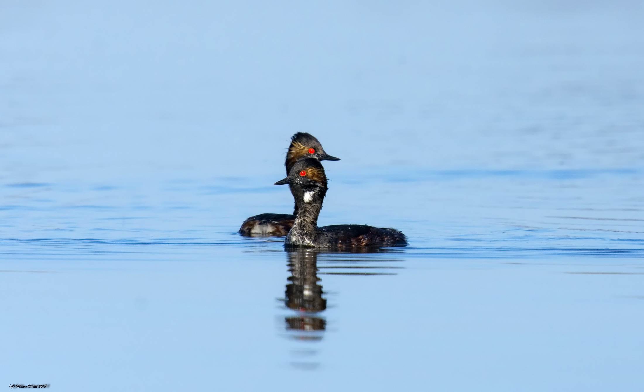 -Necked Grebes (Podiceps nigricollis)