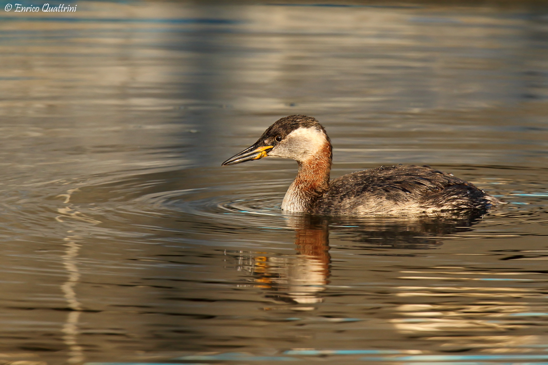 Red-necked grebe f