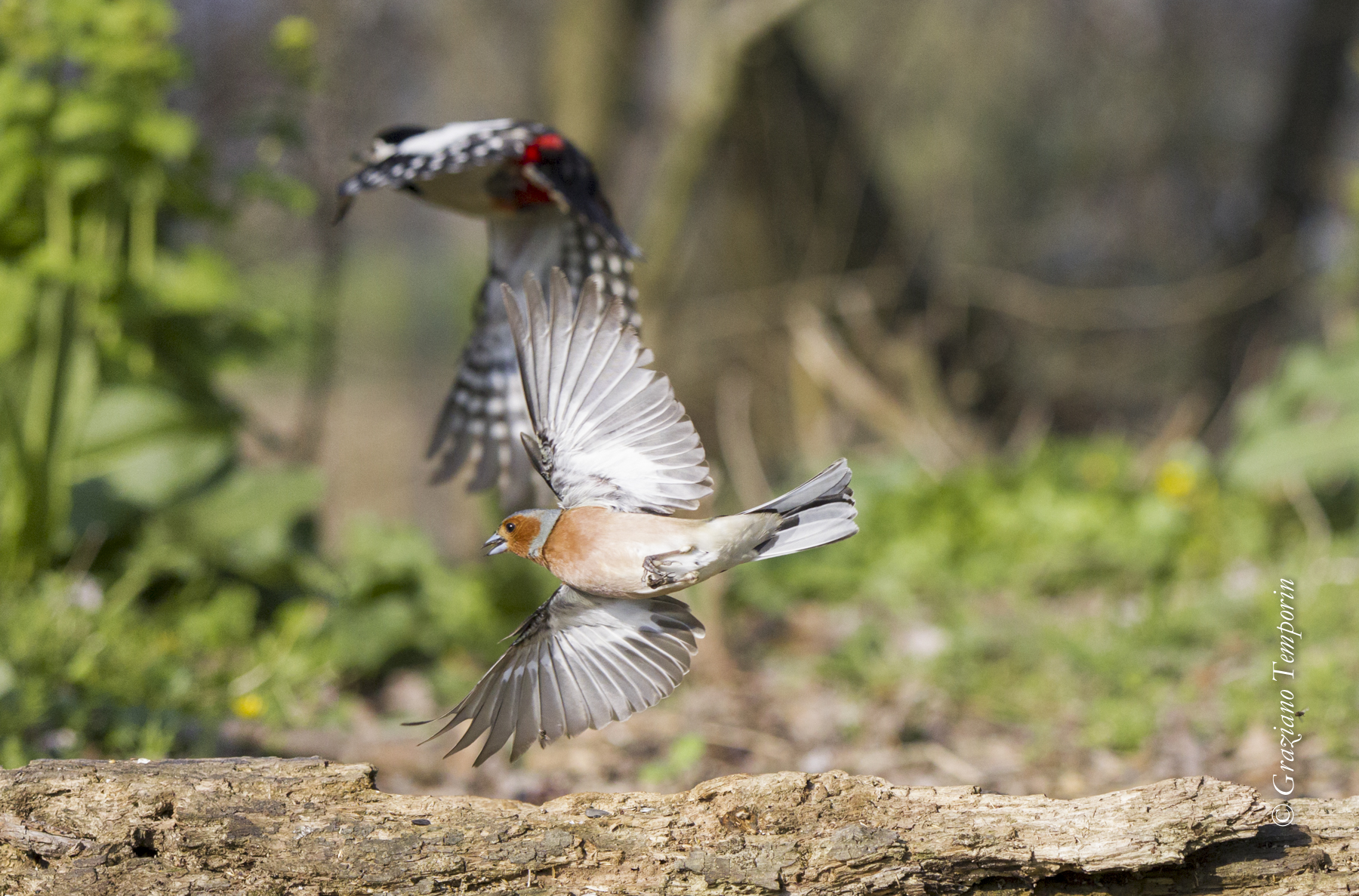 The art of flying (Woodpecker Finch-M)