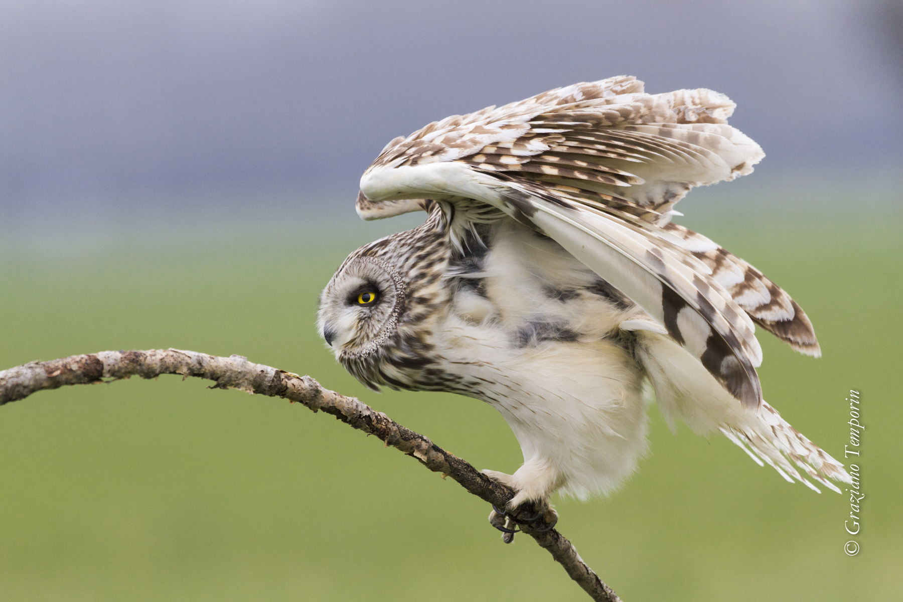 The artist (short-eared OWL)