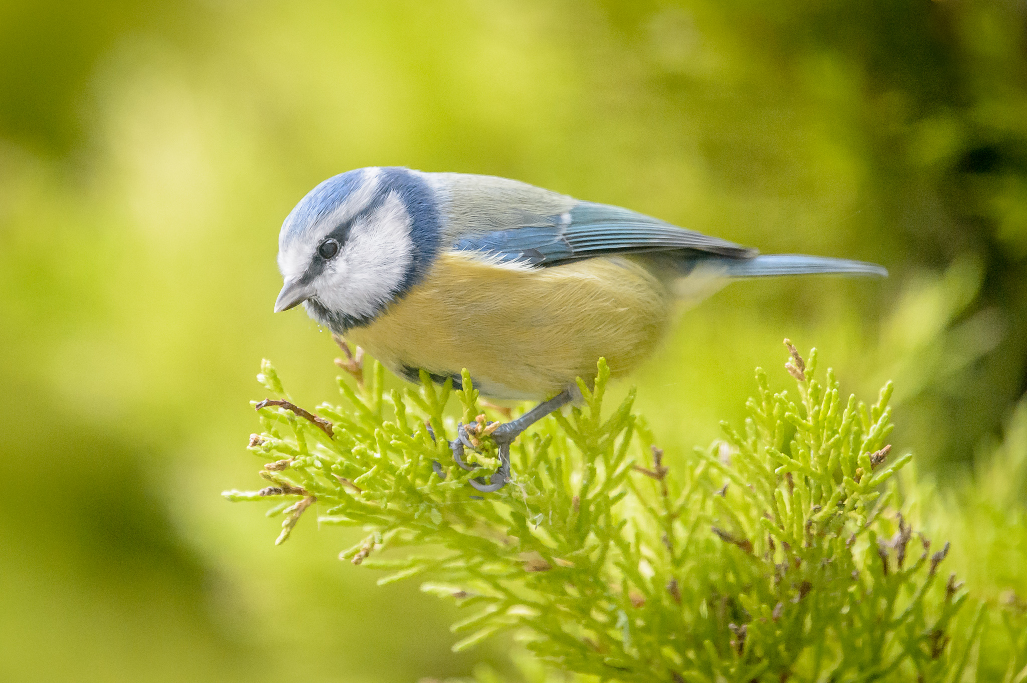 Blue tit