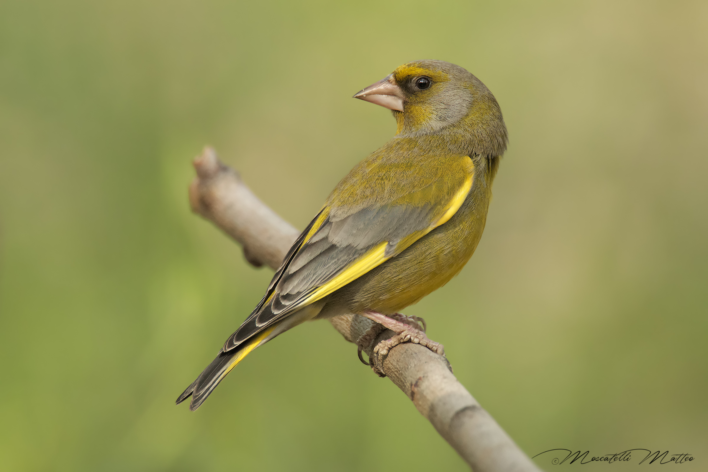 Stiff neck or Greenfinch.:-)