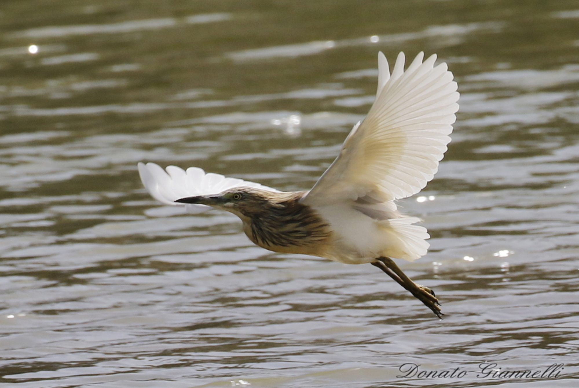 Sgarza ciuffetto from