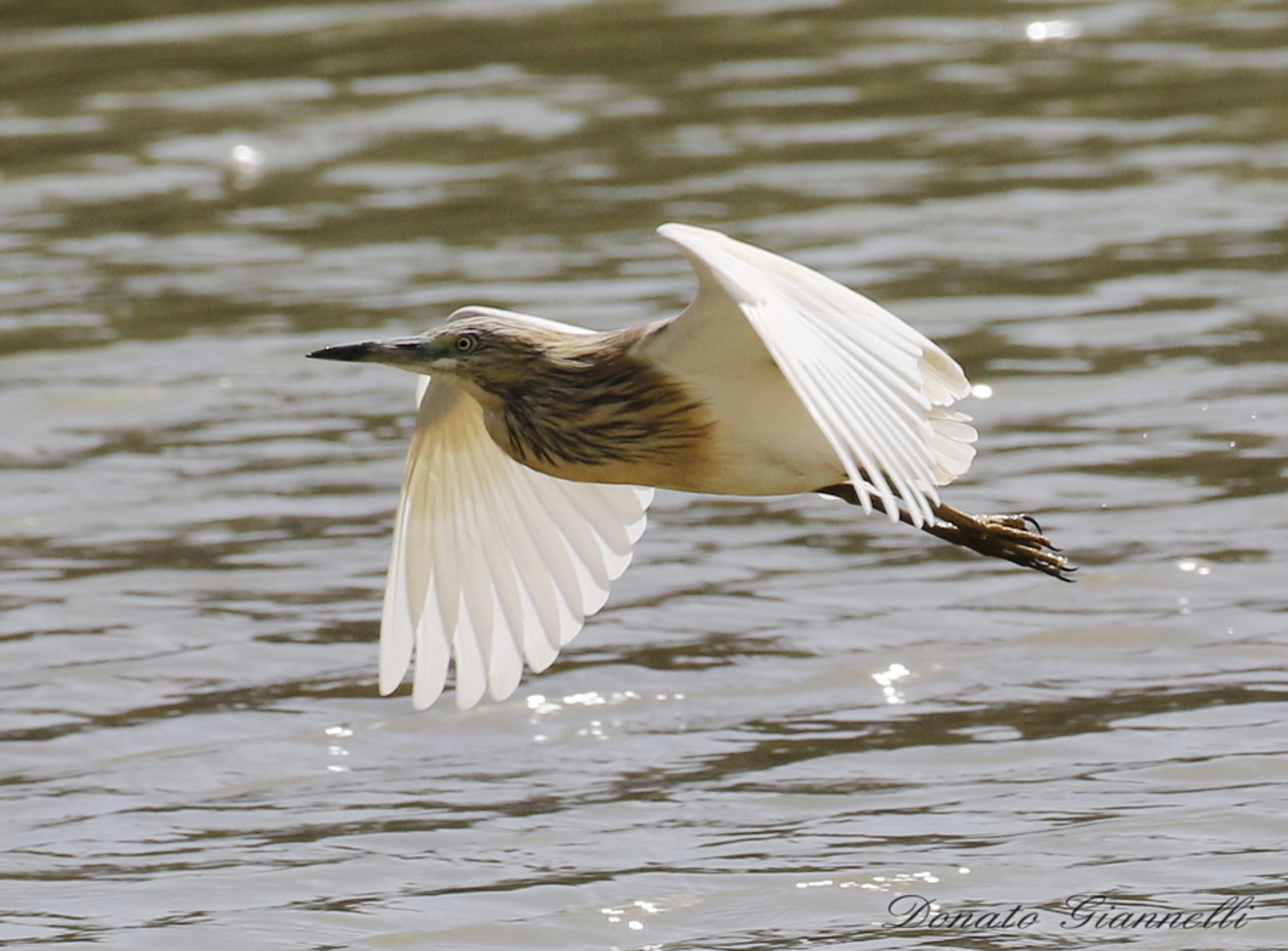 Squacco heron