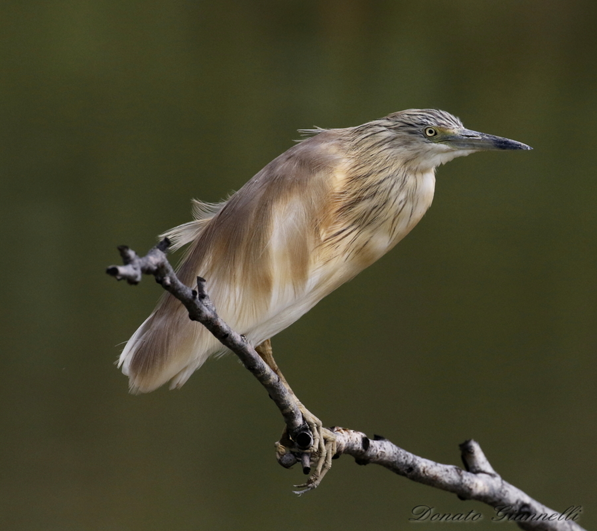Squacco heron