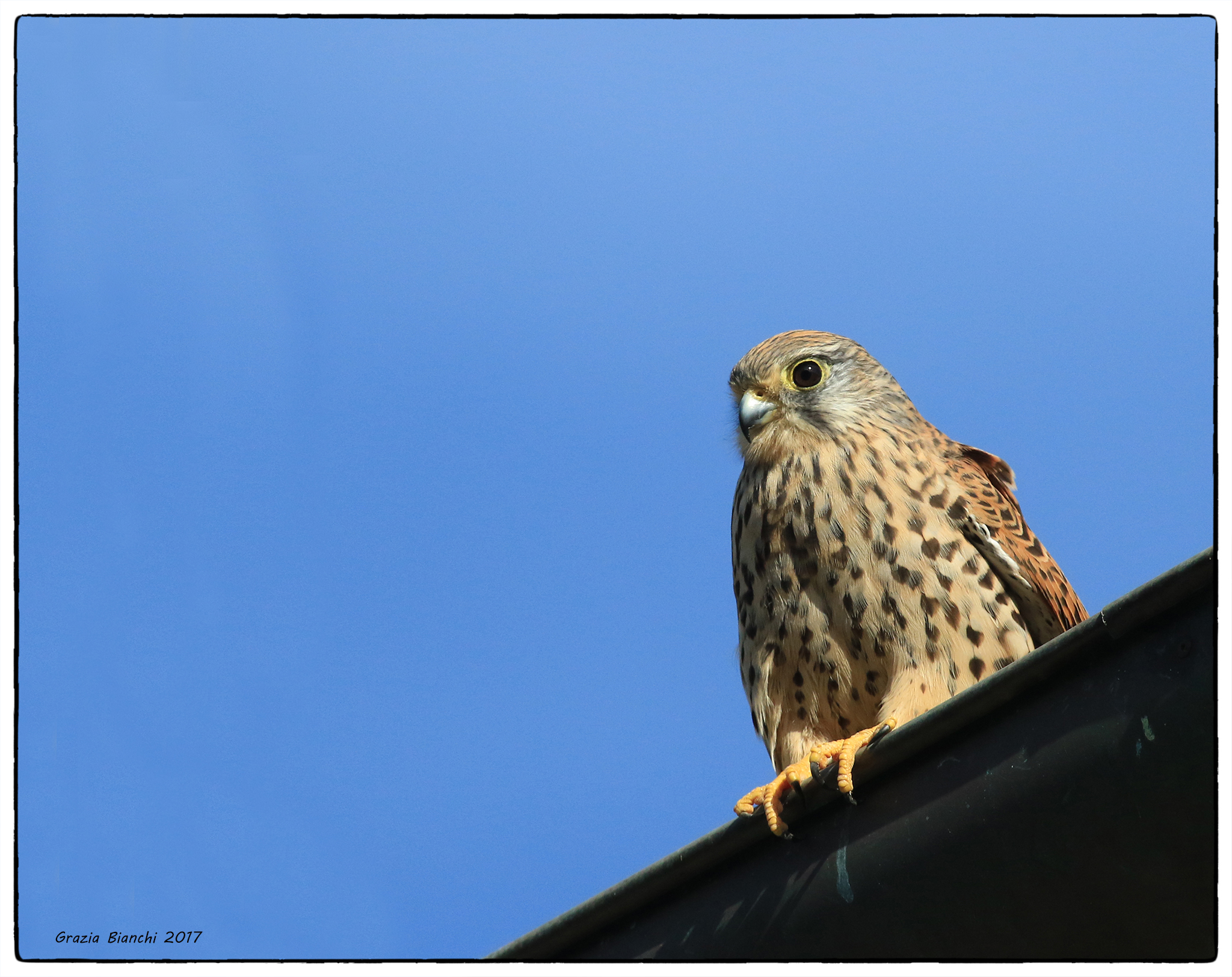 Female Kestrel-Oasis Burano-Orbetello