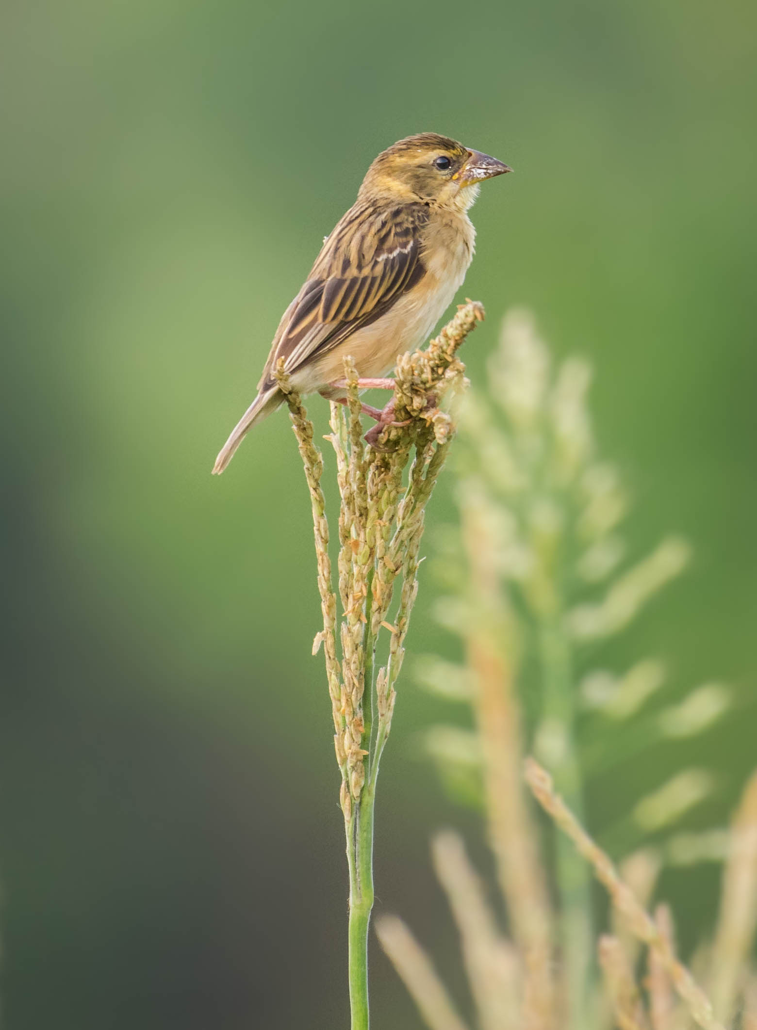 Baya weaver female