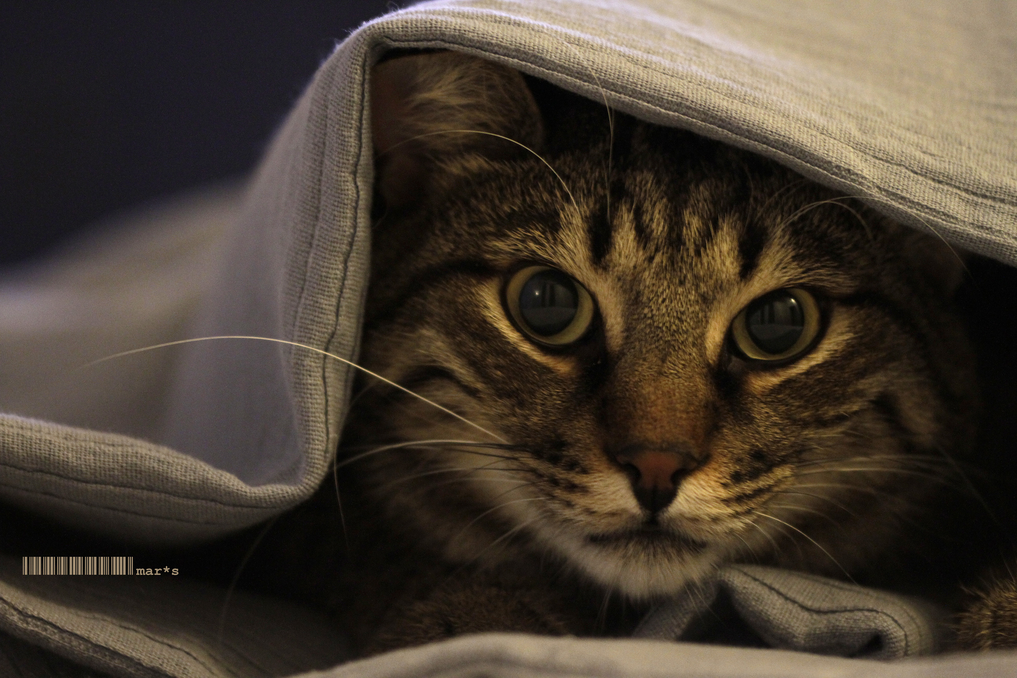 Stagione autunno/inverno 2012 - Model: Pamuk