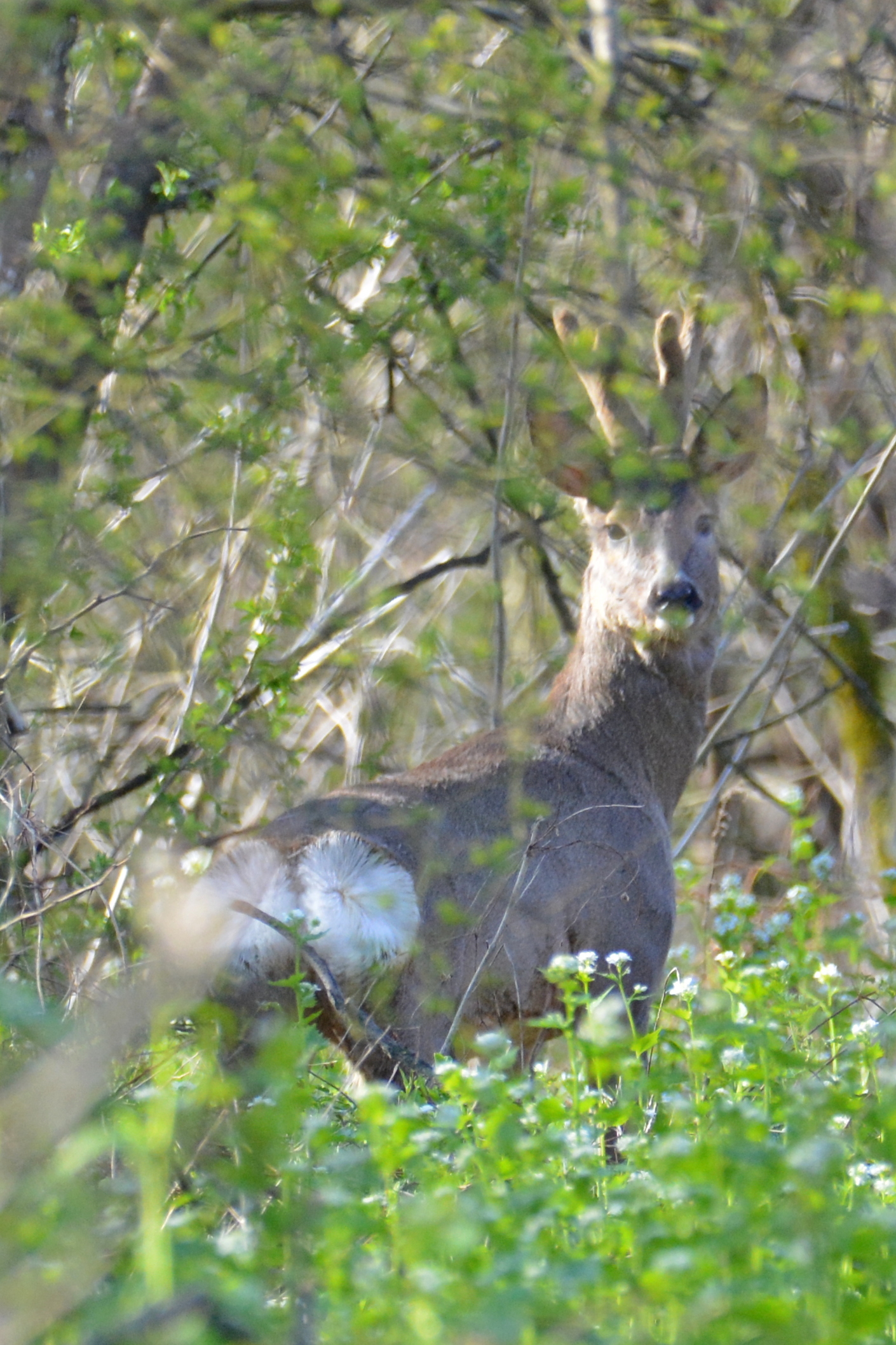 capriolo che mi guarda