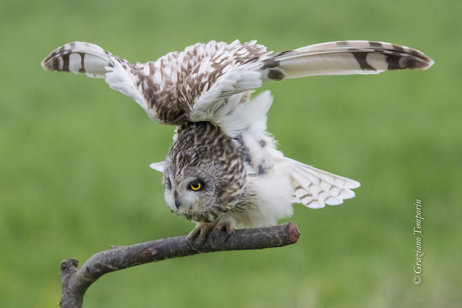 Ready for takeoff (short-eared OWL)