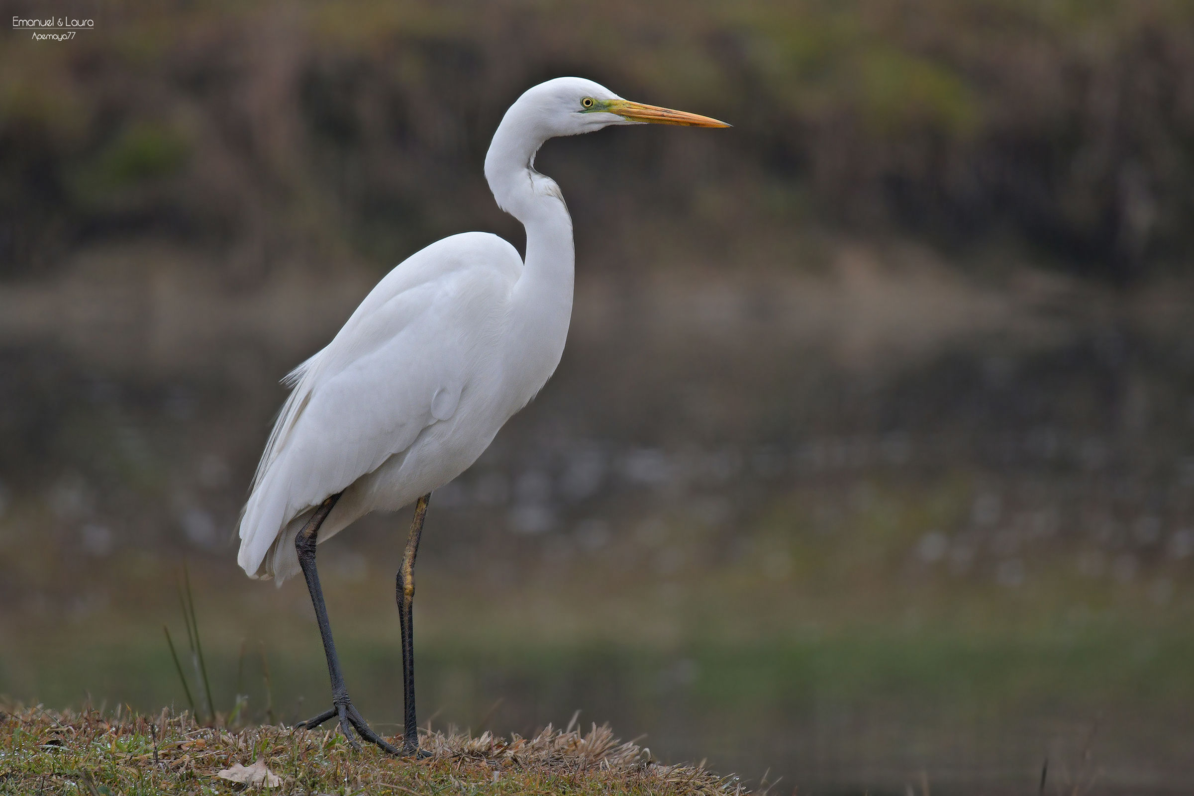 Airne bianco maggiore