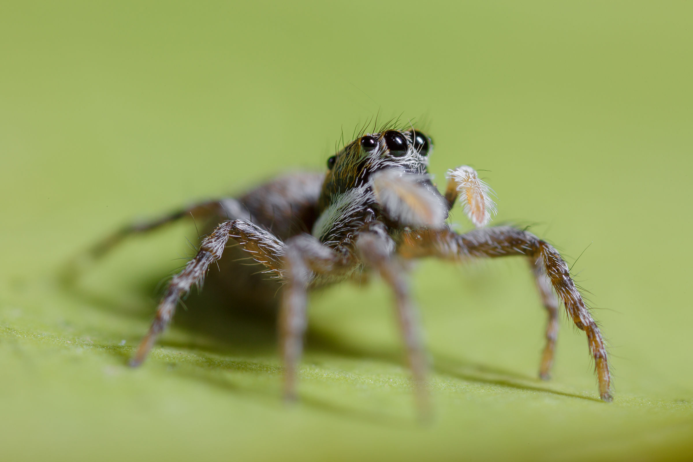Jumping spider