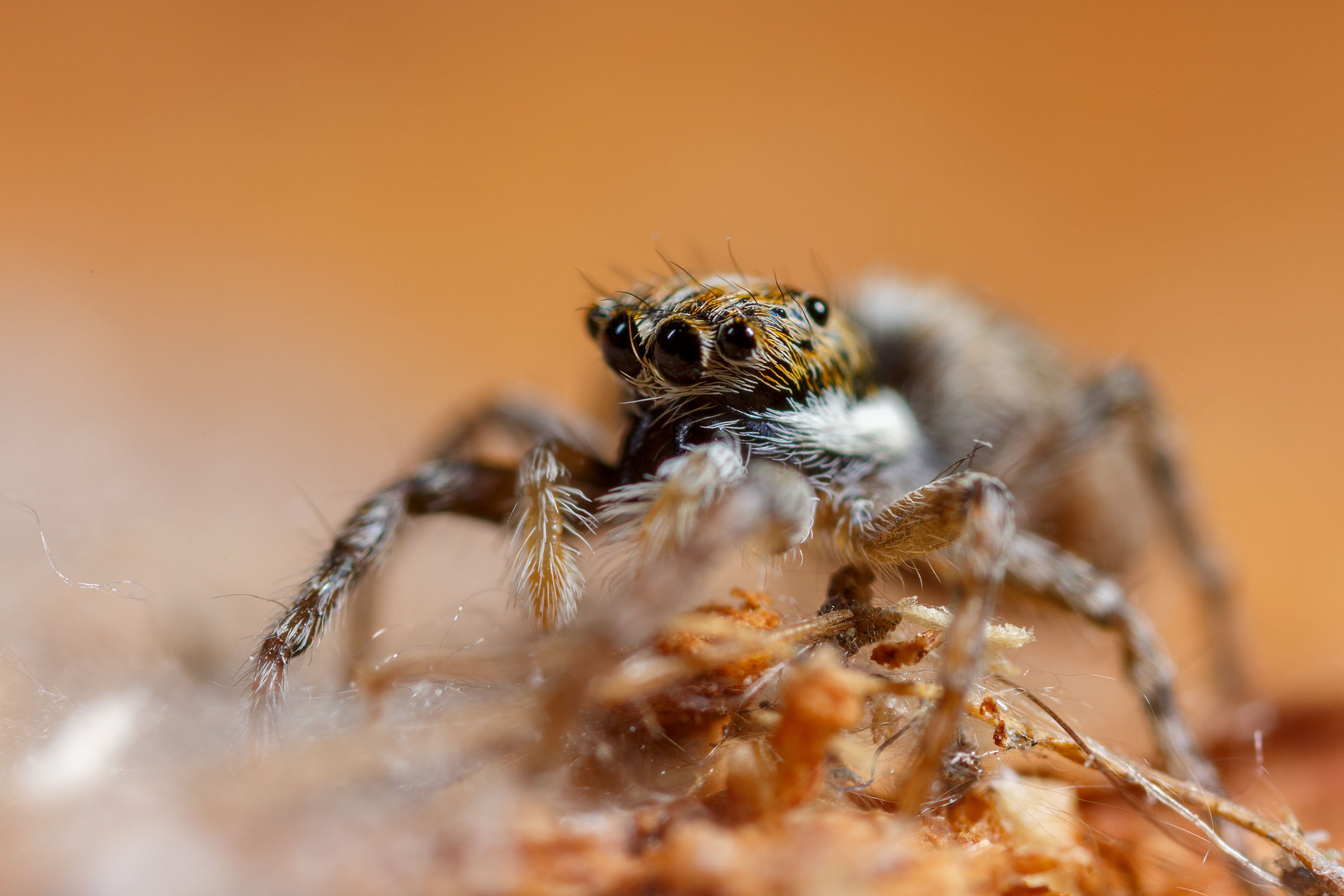 Jumping spider
