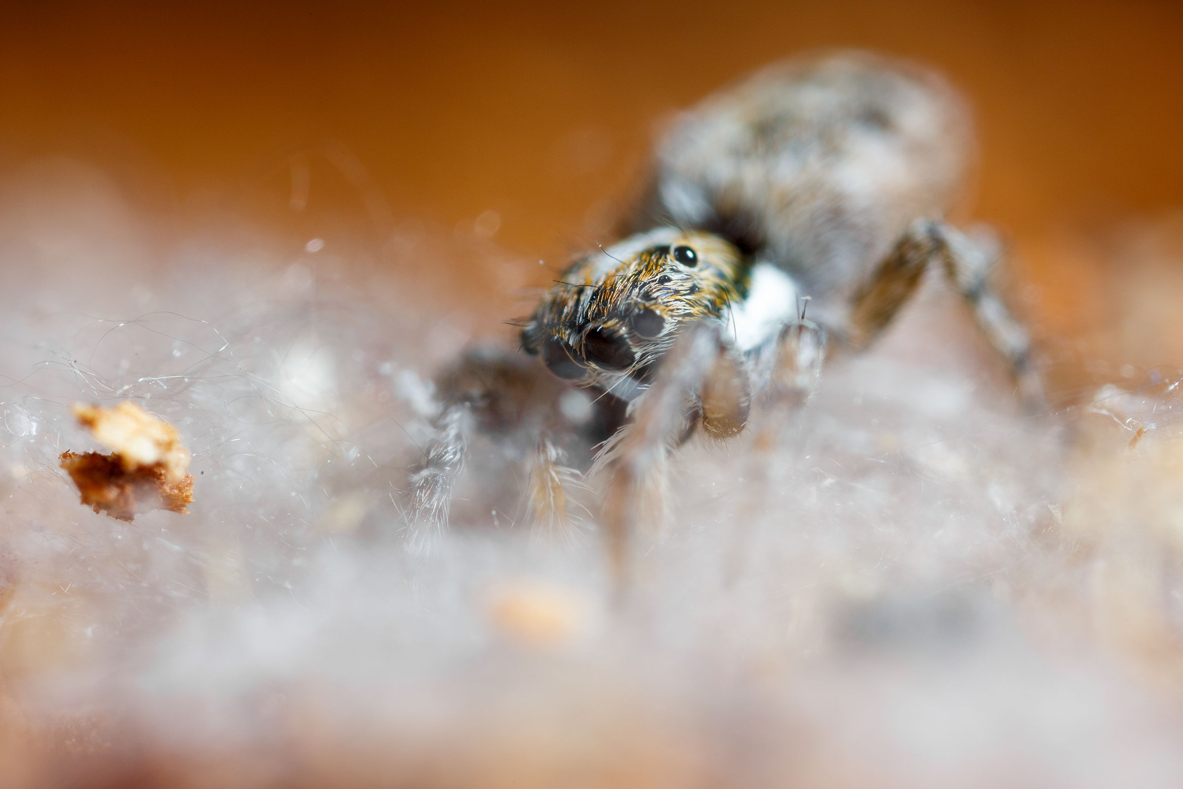 Jumping spider