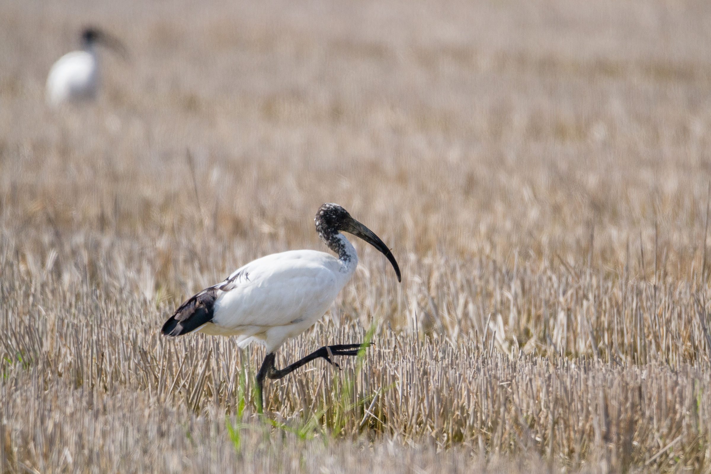 African Sacred Ibis