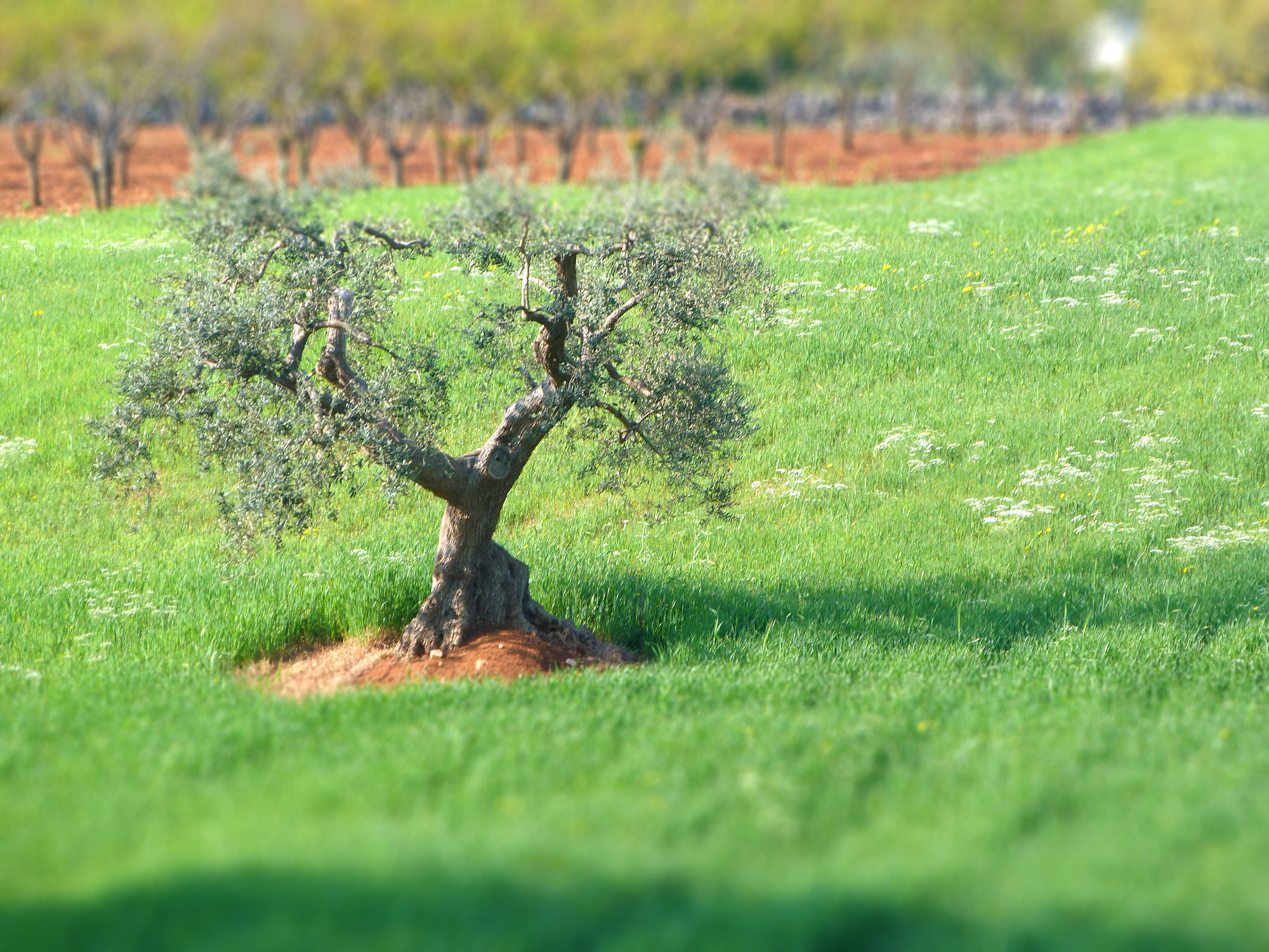 Tilt Shift effect in Valle d'Itria