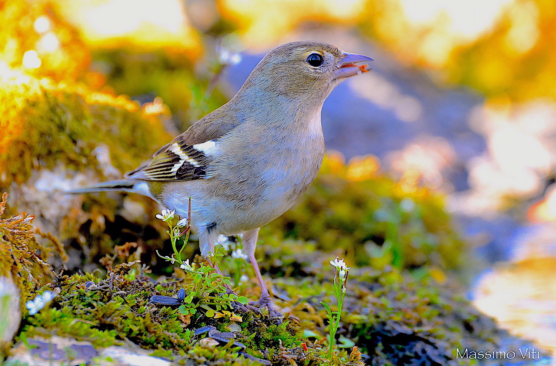 Female chaffinch