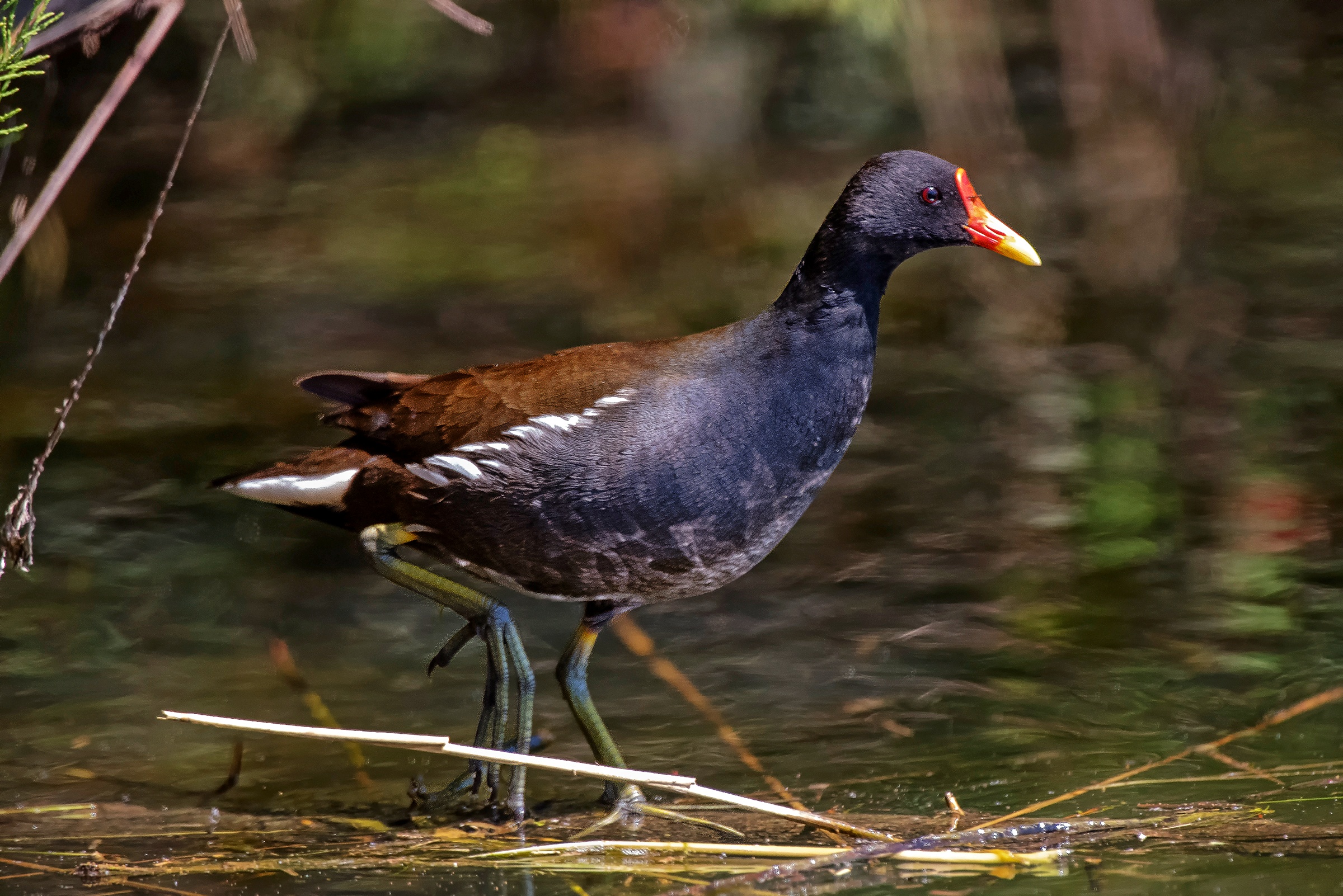 Il passo della Gallinella d'acqua
