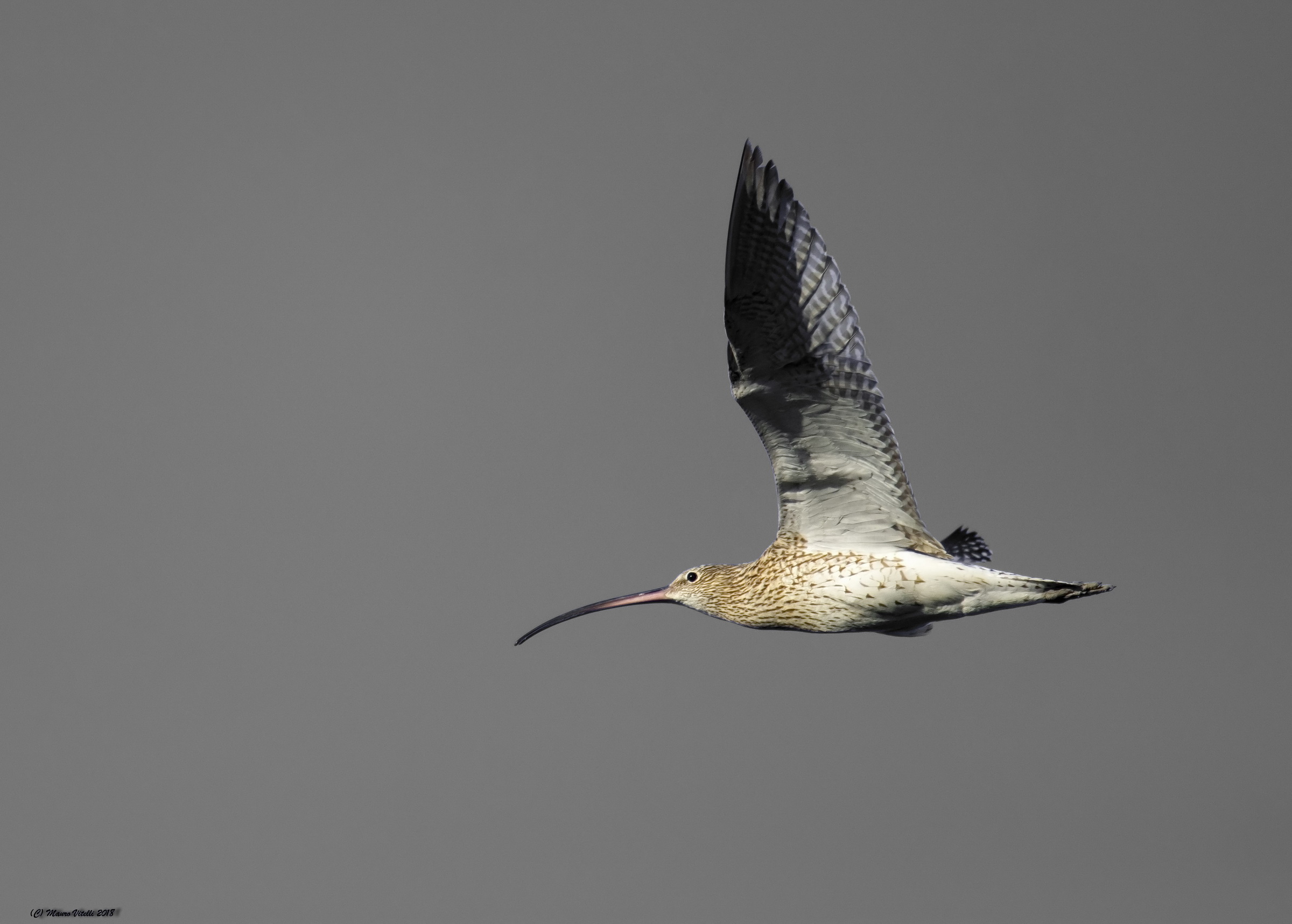 Curlew