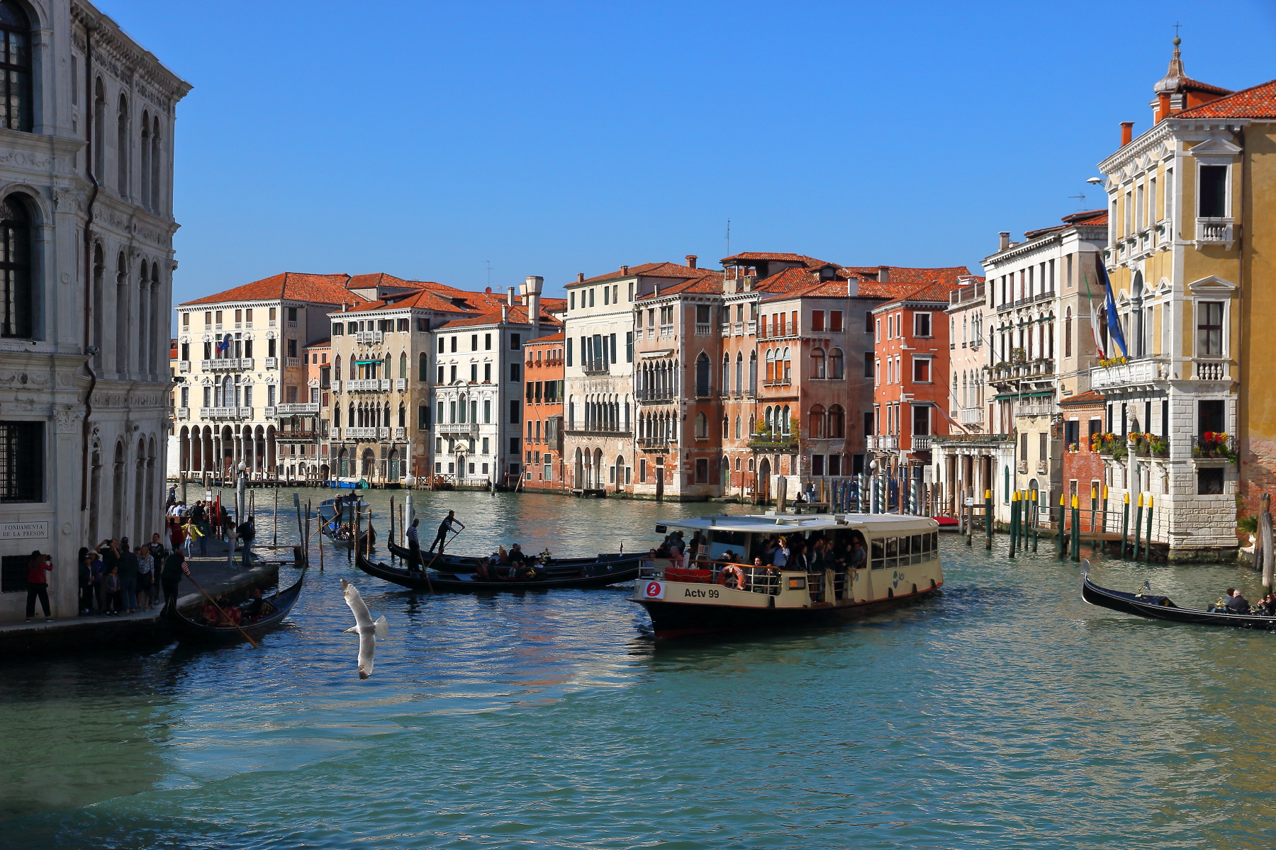 Oars, motors and gulls on the Grand Canal