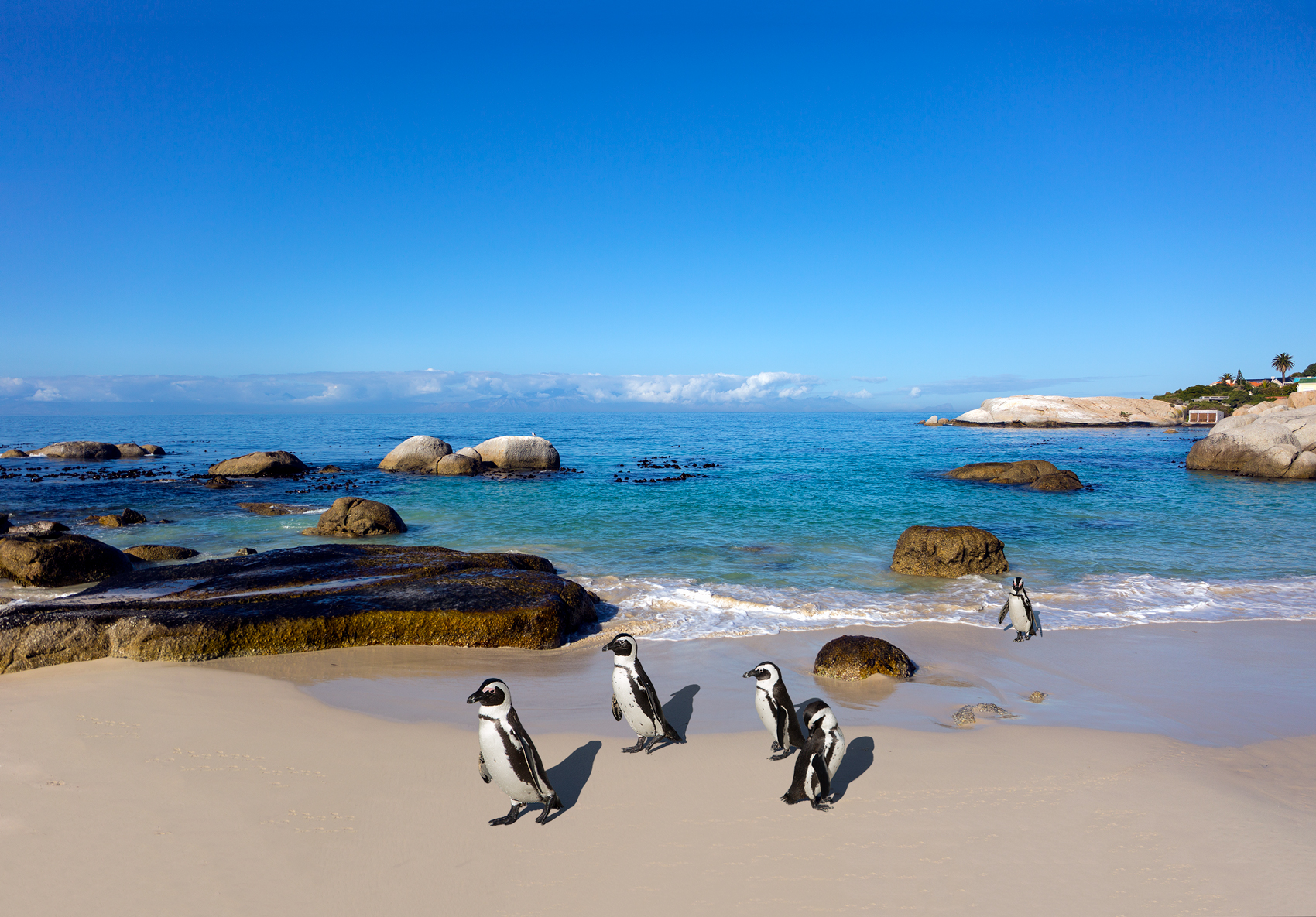Boulders Beach. I piccoli pinguini del Sudafrica.