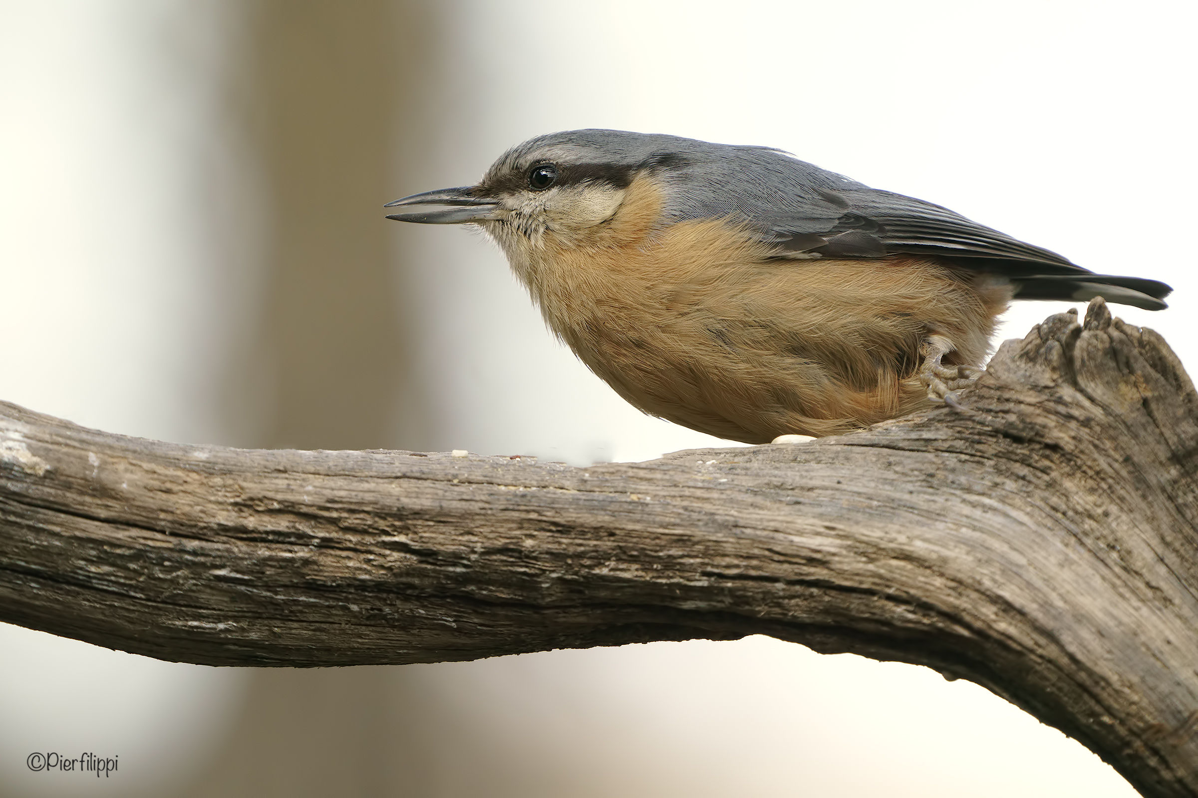 Nuthatch